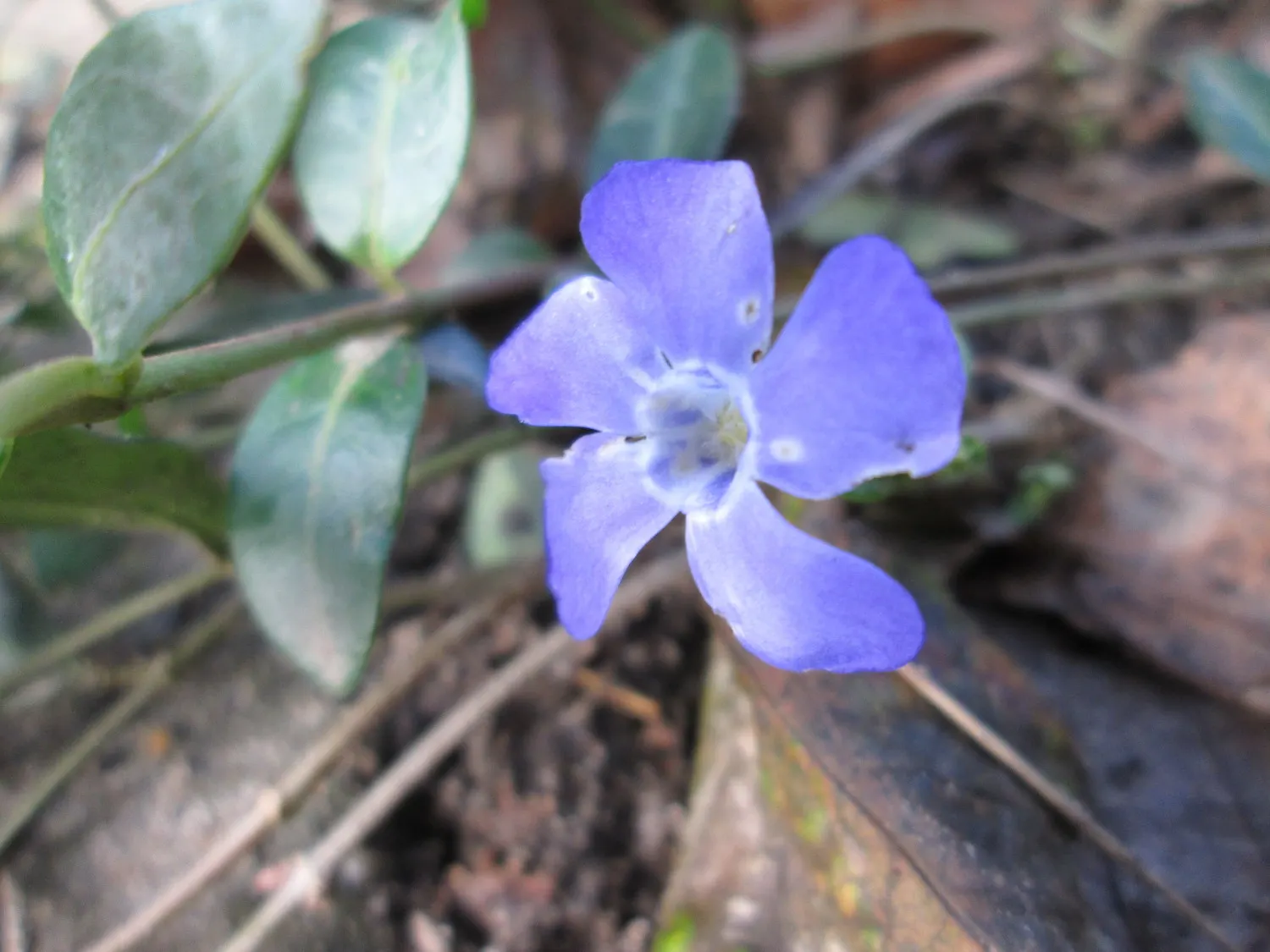 Dwarf Vinca Or Periwinkle (Vinca Minor) — Periodic trimming can control its spread and encourage a flush of new growth