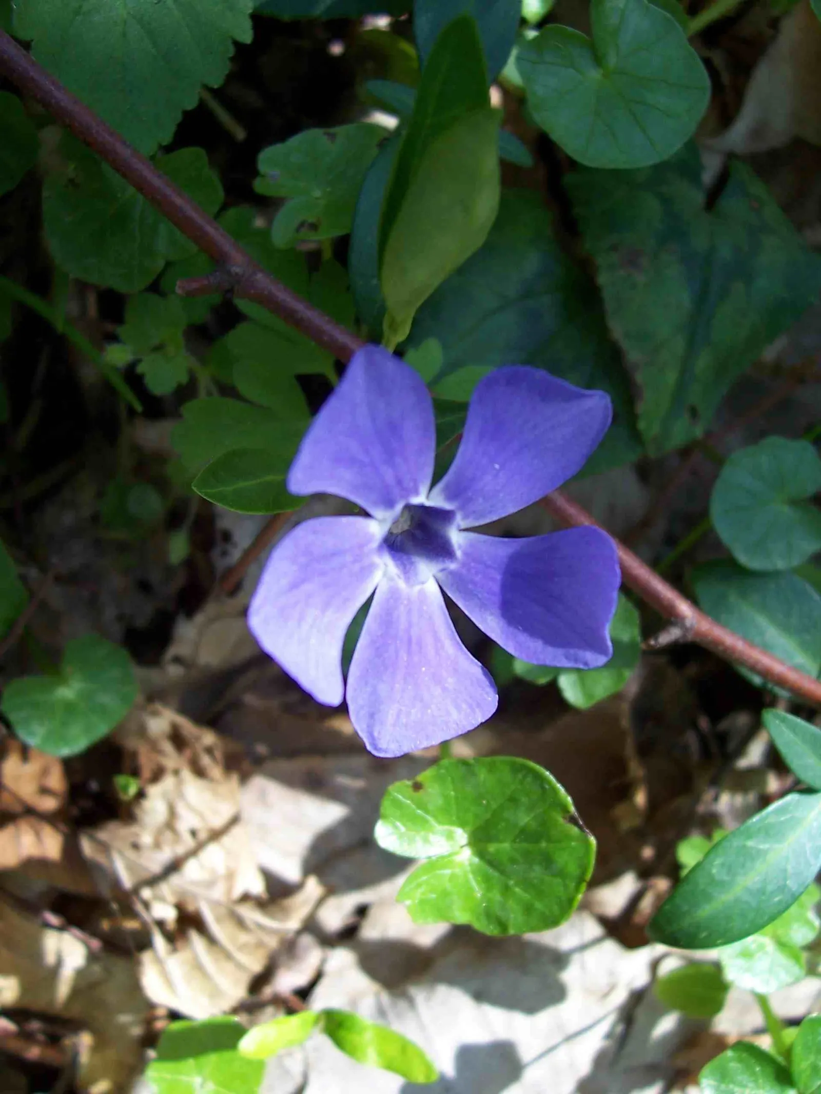 Dwarf Vinca Or Periwinkle (Vinca Minor) — Thriving in zones 4 to 8, it prefers partial to full shade and well-drained soil; ground cover for deep shade or half