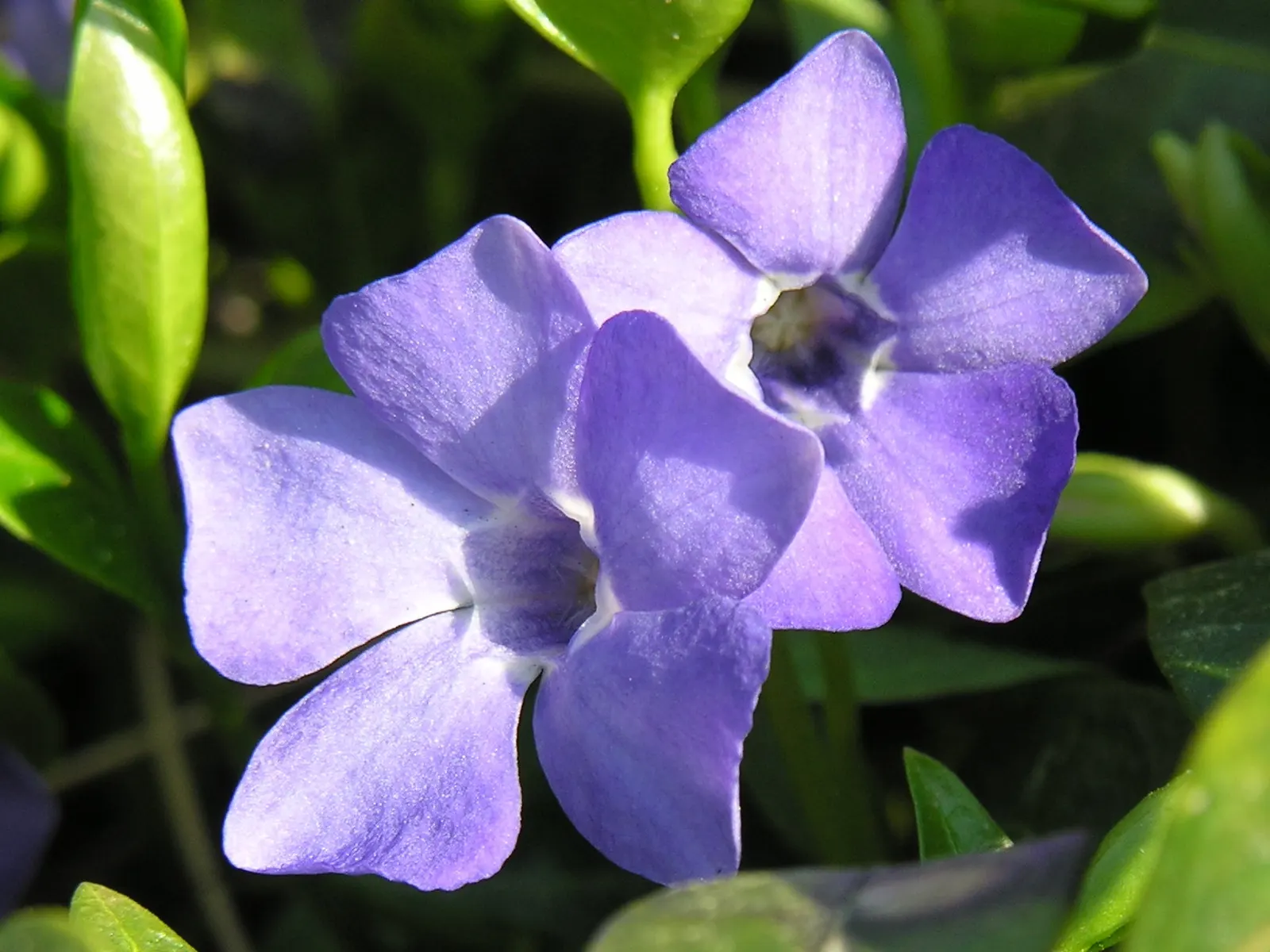 Dwarf Vinca Or Periwinkle (Vinca Minor) — blue flowers in the garden