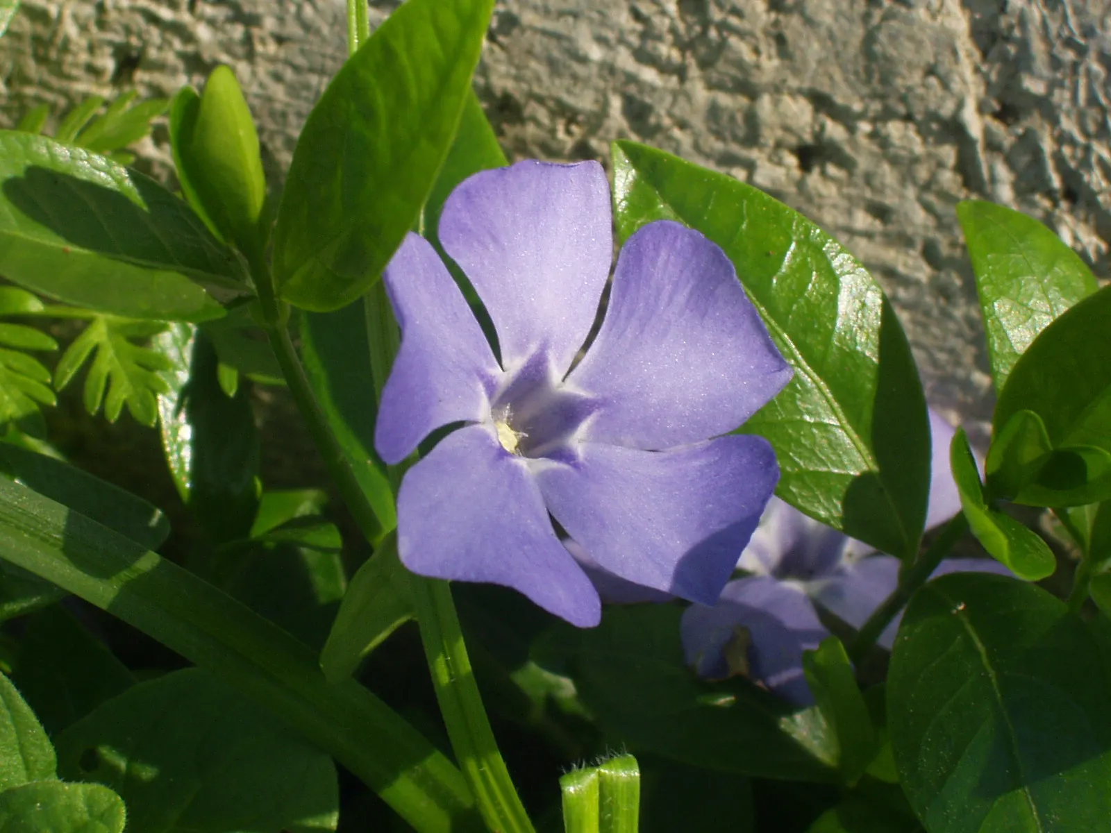 Dwarf Vinca Or Periwinkle (Vinca Minor) — Its glossy, dark green leaves provide a stunning backdrop for prolific spring blooms of lavender-blue flowers