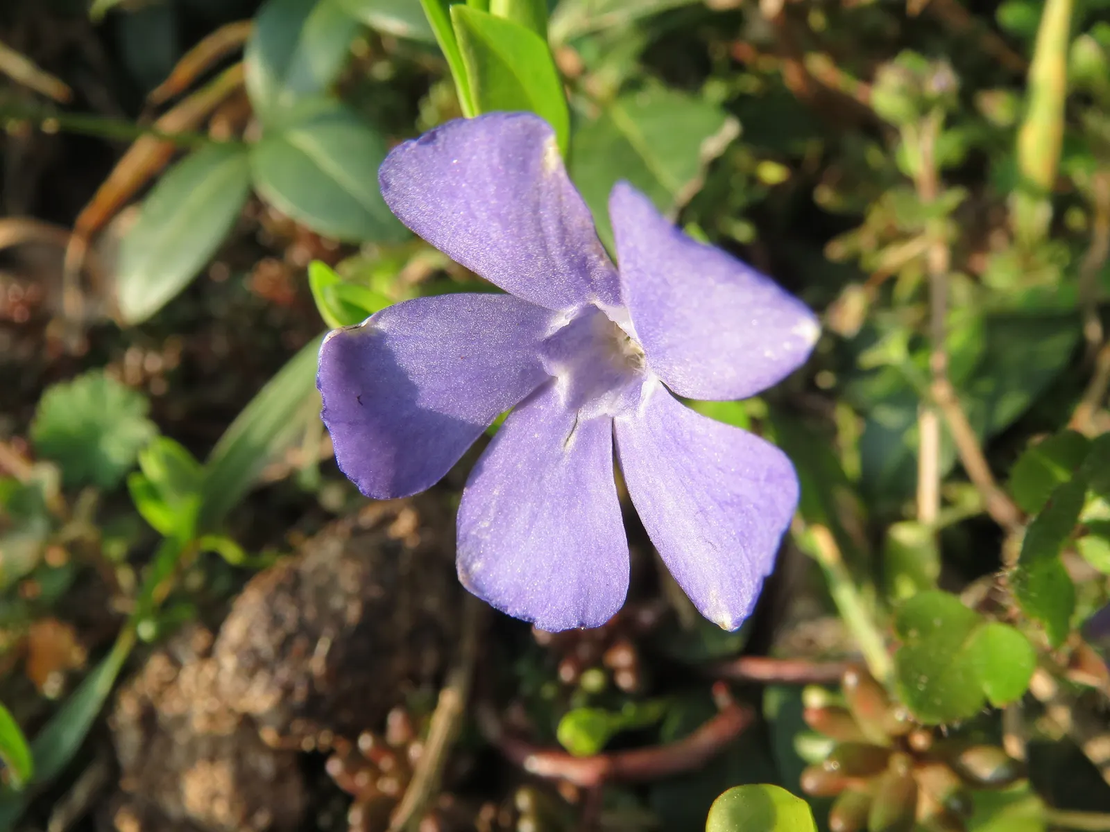 Dwarf Vinca Or Periwinkle (Vinca Minor) — Thriving in zones 4 to 8, it prefers partial to full shade and well-drained soil