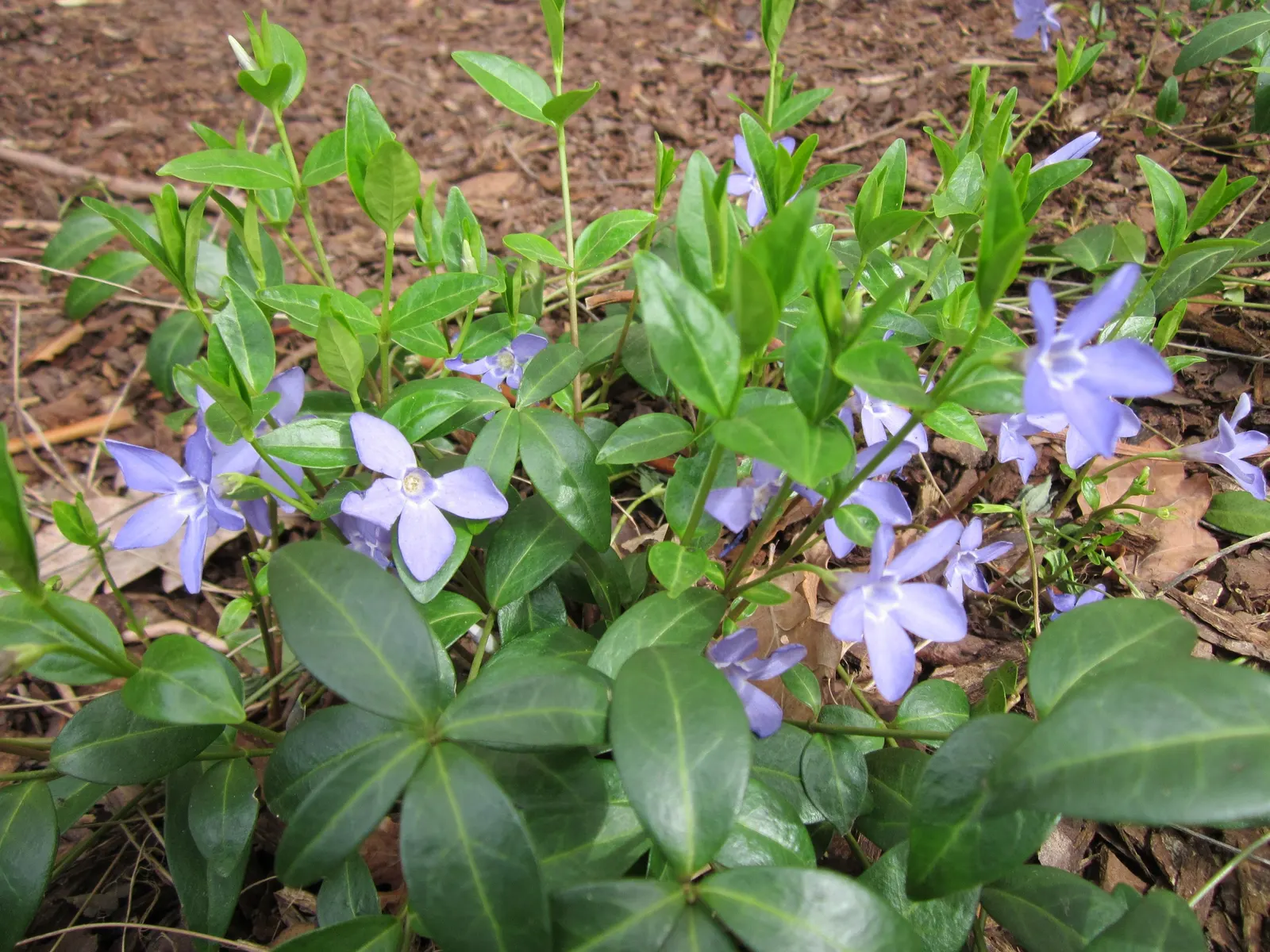 Dwarf Vinca Or Periwinkle (Vinca Minor) — evergreen groundcover that can add a touch of serenity to any garden with its glossy