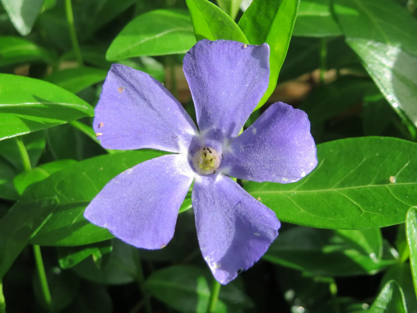 Dwarf Vinca Or Periwinkle (Vinca Minor) — it's quite drought-tolerant