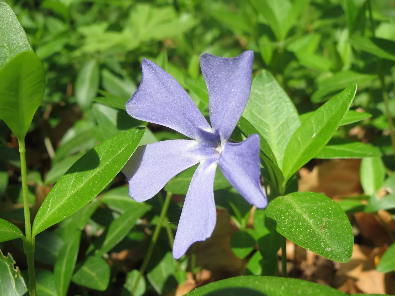 Dwarf Vinca Or Periwinkle (Vinca Minor) — or providing an understory carpet in woodland settings