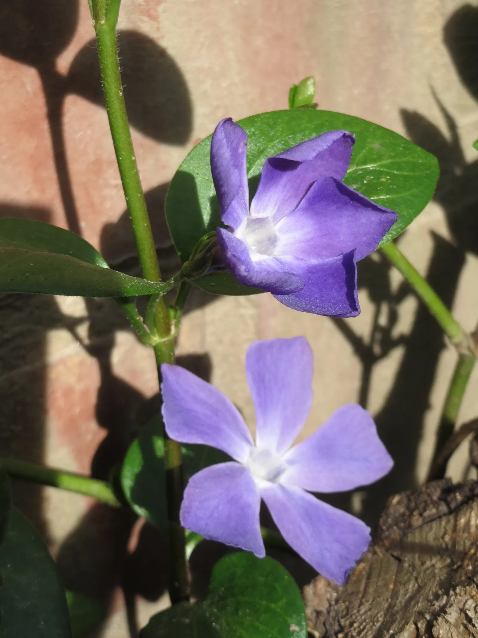 Dwarf Vinca Or Periwinkle (Vinca Minor) — Dwarf Vinca is perfect for filling in shaded areas beneath trees or shrubs