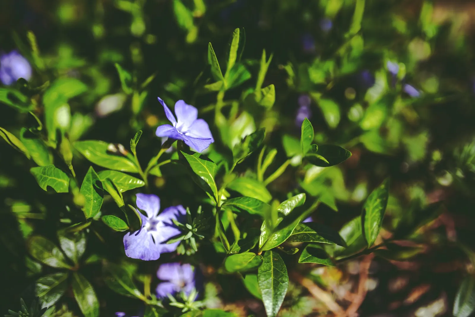 Dwarf Vinca Or Periwinkle (Vinca Minor) — It matures to a height of 4-6 inches, with a spread of 18-24 inches; with a spread of up to 18 inches