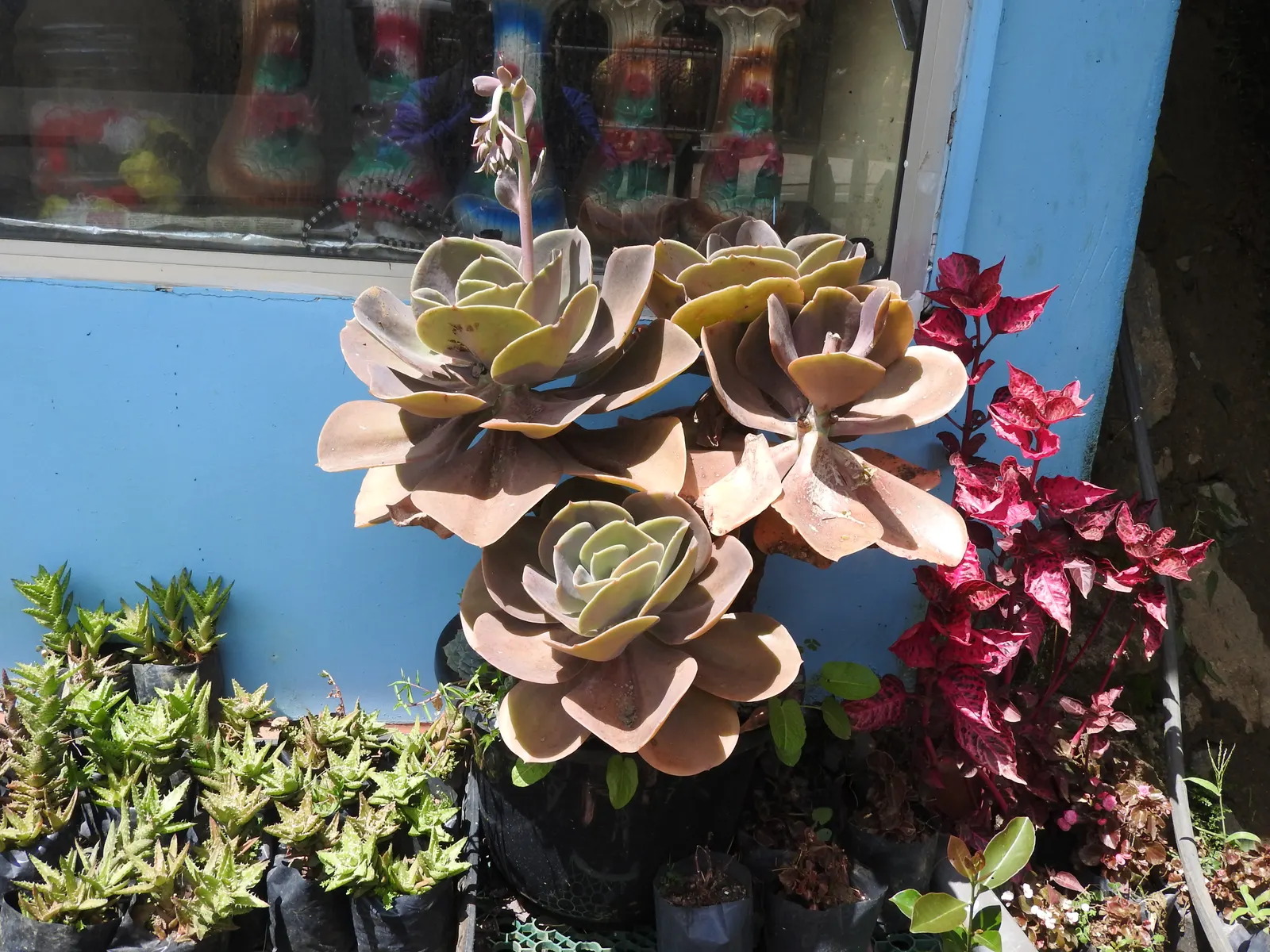 Echeveria Hybrids (Echeveria 'Sahara') — This low-maintenance succulent prefers full sun to partial shade and thrives in well-draining soil