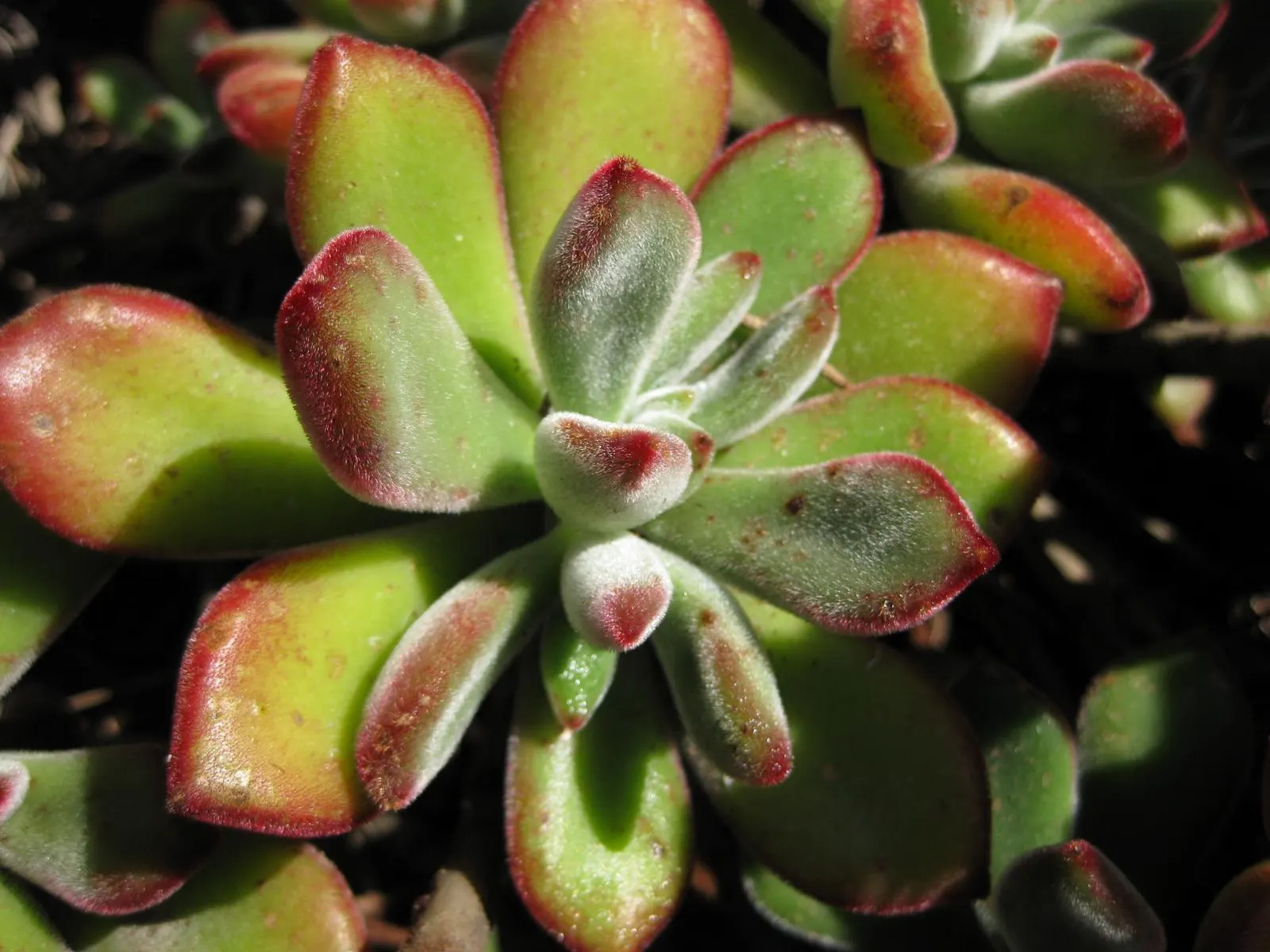 Echeveria Hybrids (Echeveria 'Sahara') — Its rosettes can reach up to 6 inches in diameter