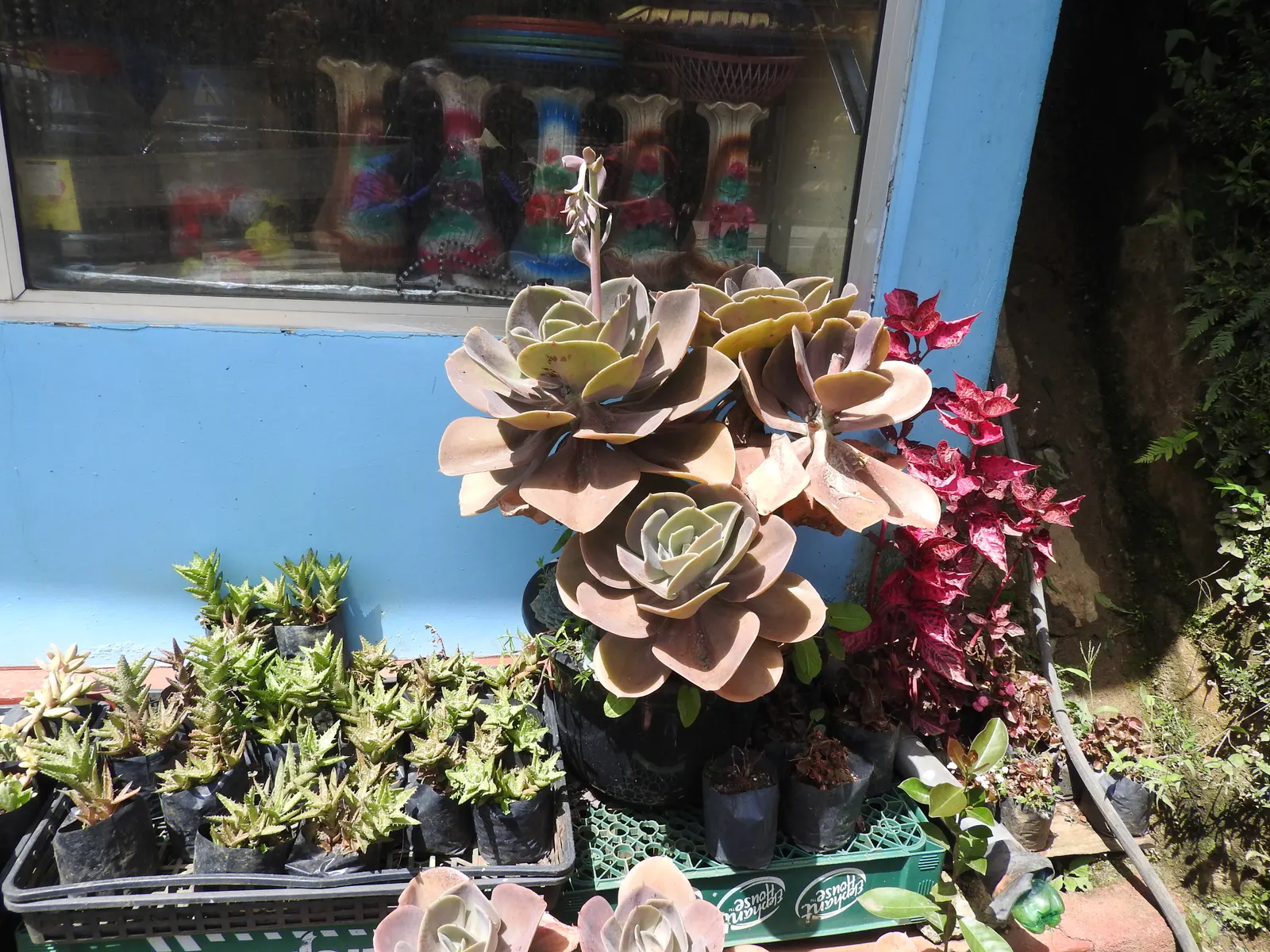 Echeveria Hybrids (Echeveria 'Sahara') — Echeveria 'Sahara' is a hardy, drought-tolerant hybrid well-suited for xeriscaping