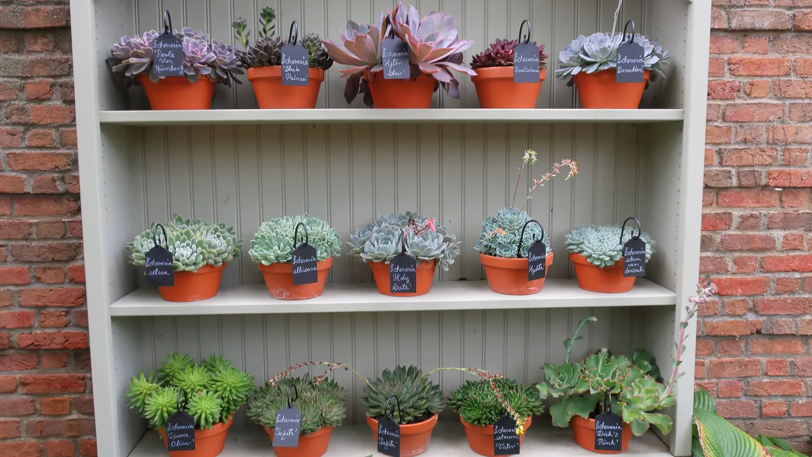 Echeveria Hybrids (Echeveria 'Sahara') — arching inflorescences crowned with bell-shaped
