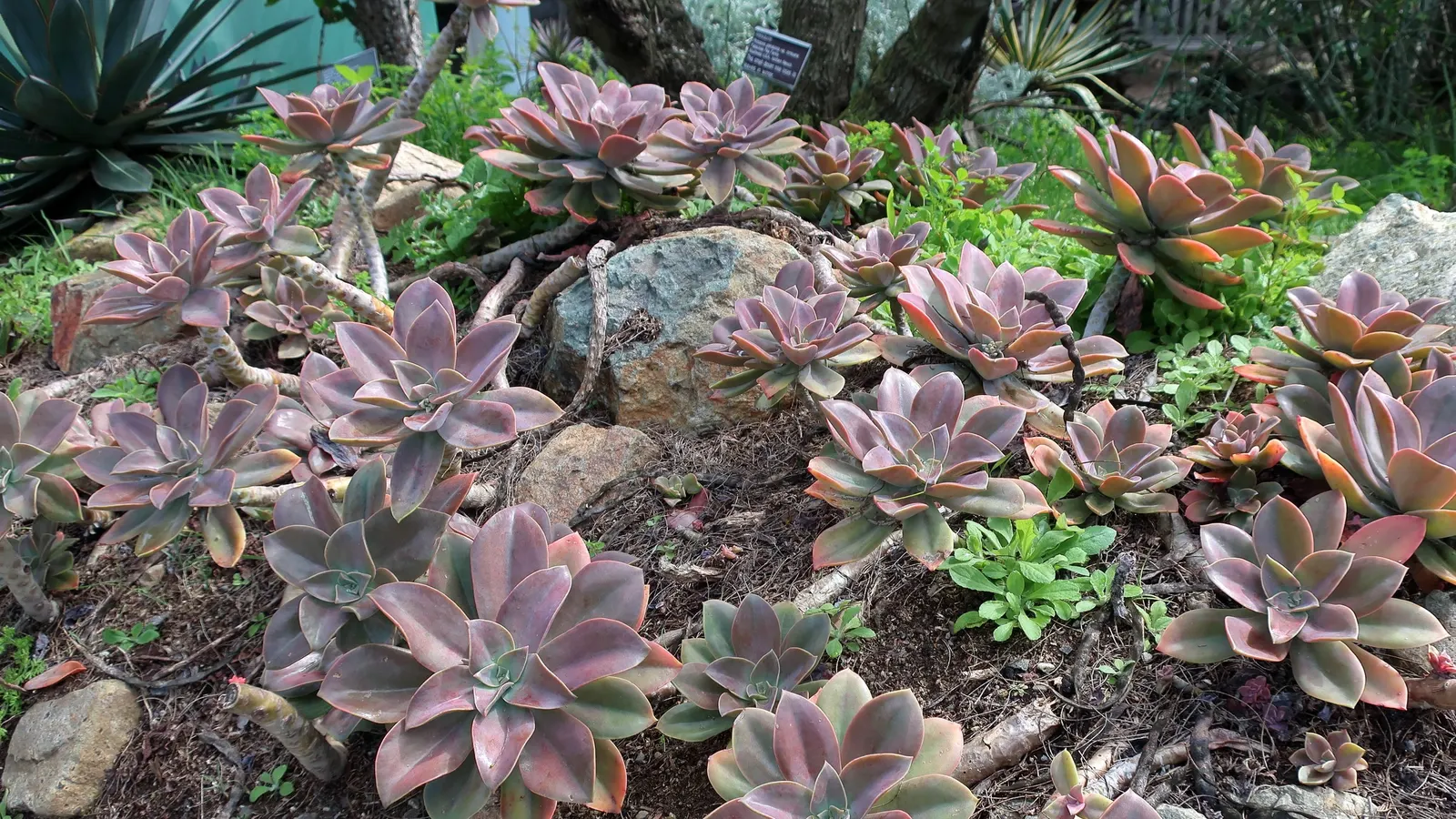 Echeveria Hybrids (Echeveria 'Sahara') — offering a seasonal display that can enliven the landscape