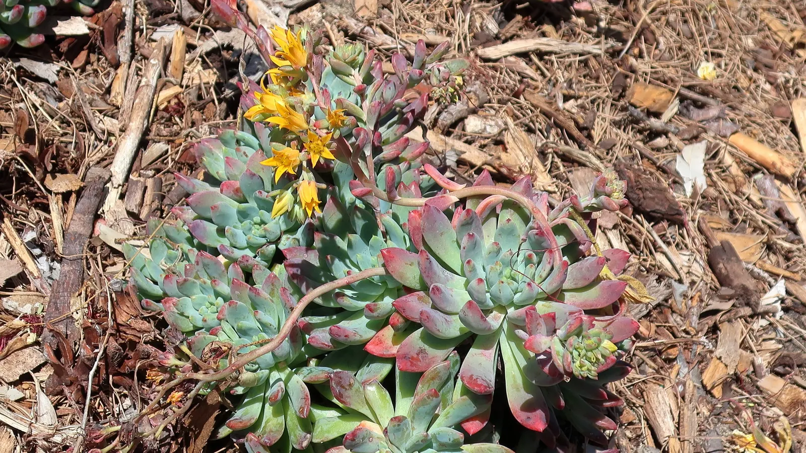 Echeveria Hybrids (Echeveria 'Sahara') — succulent for full or half