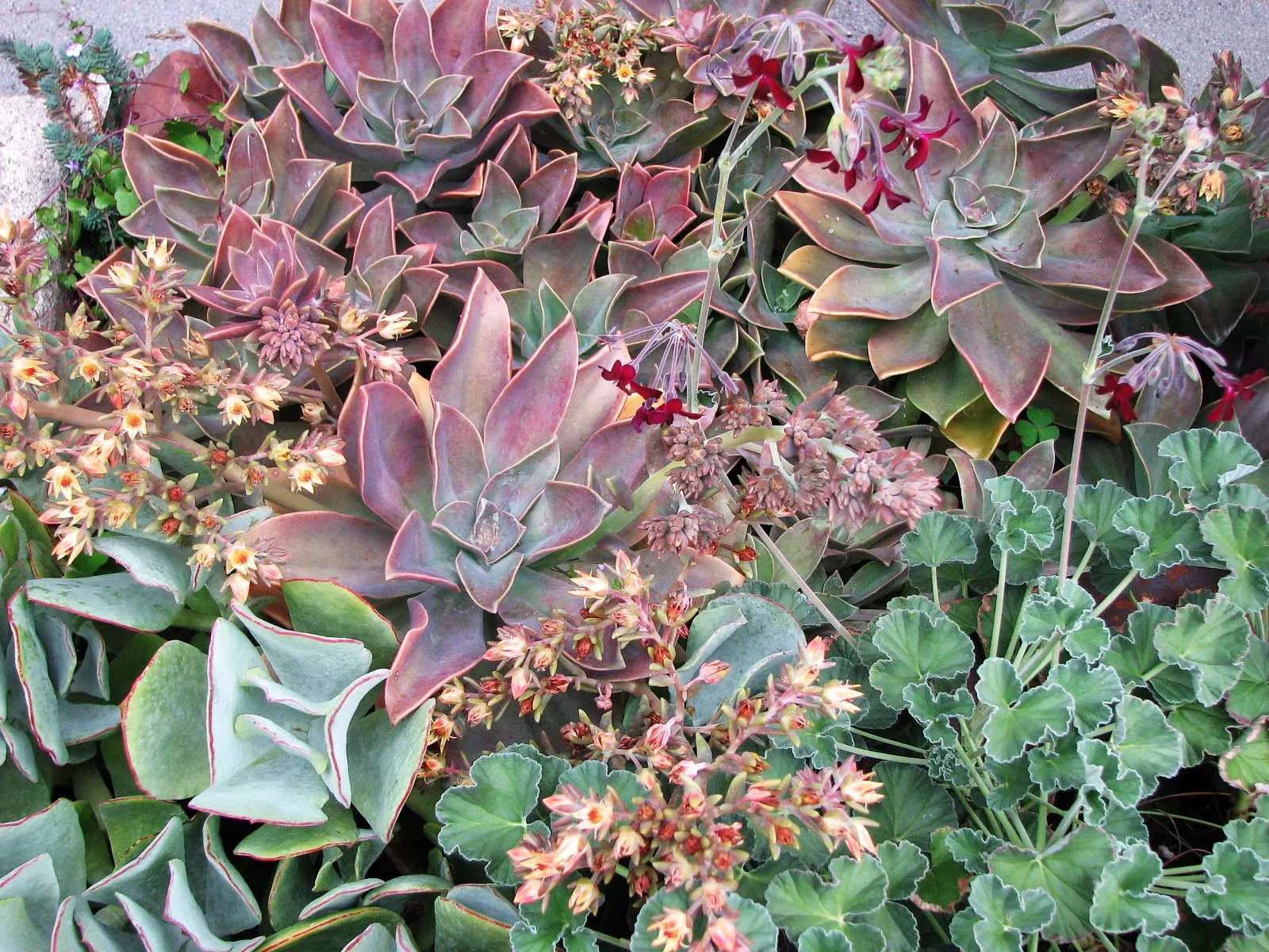 Echeveria Hybrids (Echeveria 'Sahara') — The leaves are a soft green, often with a pink to red hue on the edges