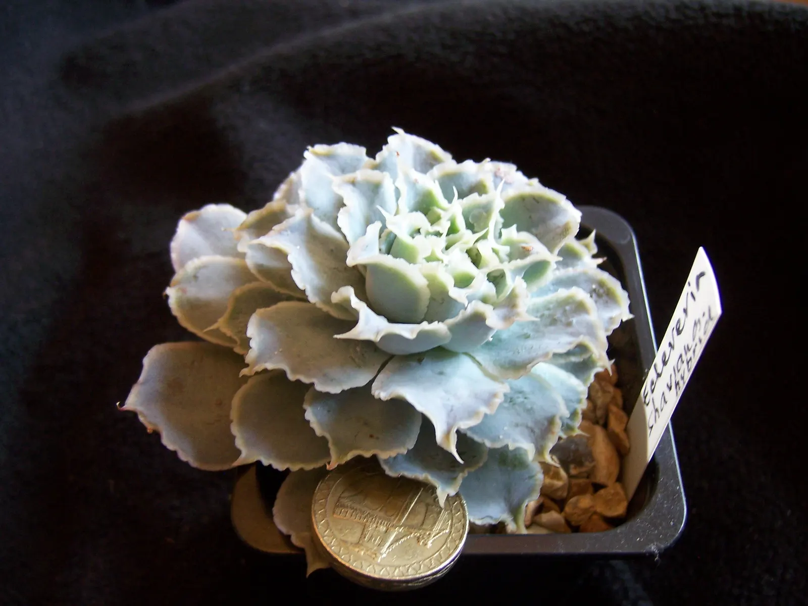 Echeveria Hybrids (Echeveria 'Sahara') — adding a touch of robust elegance to any design