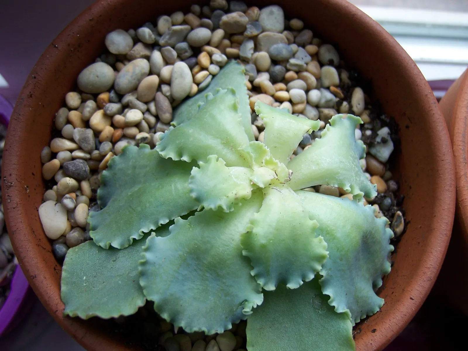 Echeveria Hybrids (Echeveria 'Sahara') — Echeveria 'Sahara' is a hardy, drought-tolerant hybrid well-suited for xeriscaping; the leaves are a soft green, often