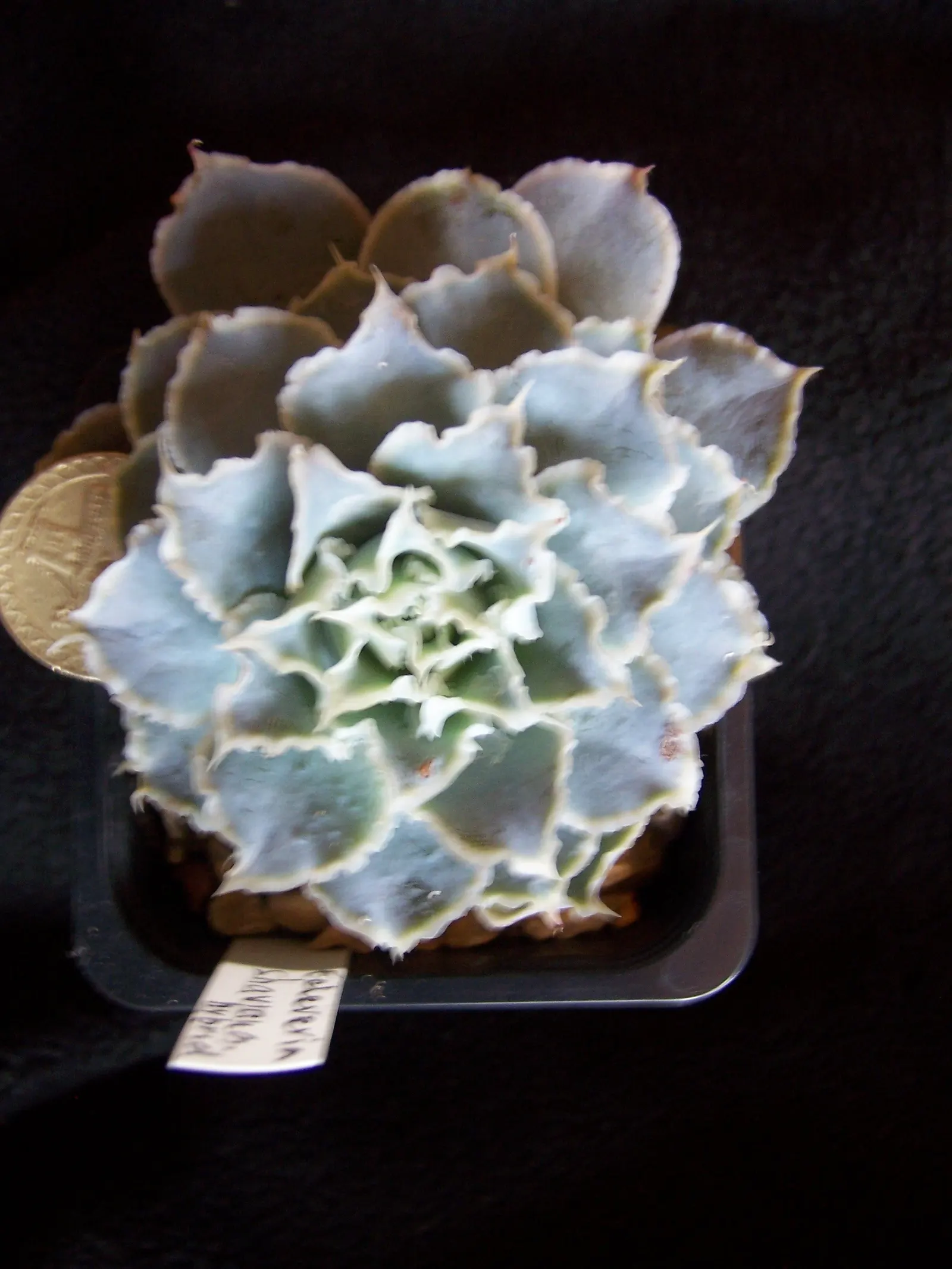 Echeveria Hybrids (Echeveria 'Sahara') — Echeveria 'Sahara' is a striking succulent that forms a sculptural rosette of plump