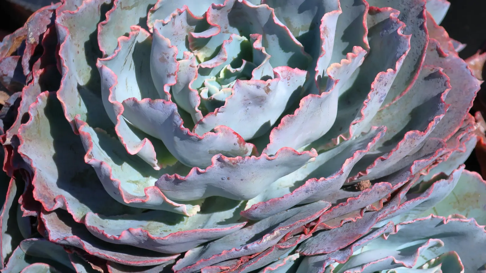 Echeveria Hybrids (Echeveria 'Sahara') — particularly when stressed by full sun or drought