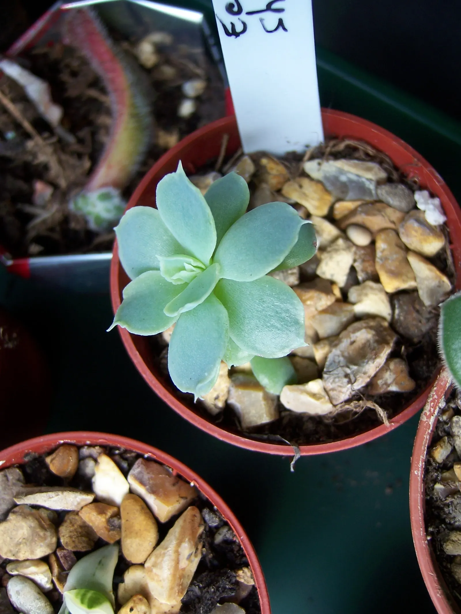 Echeveria Hybrids (Echeveria 'Sahara') — bred specifically for resilience in the face of harsh growing conditions