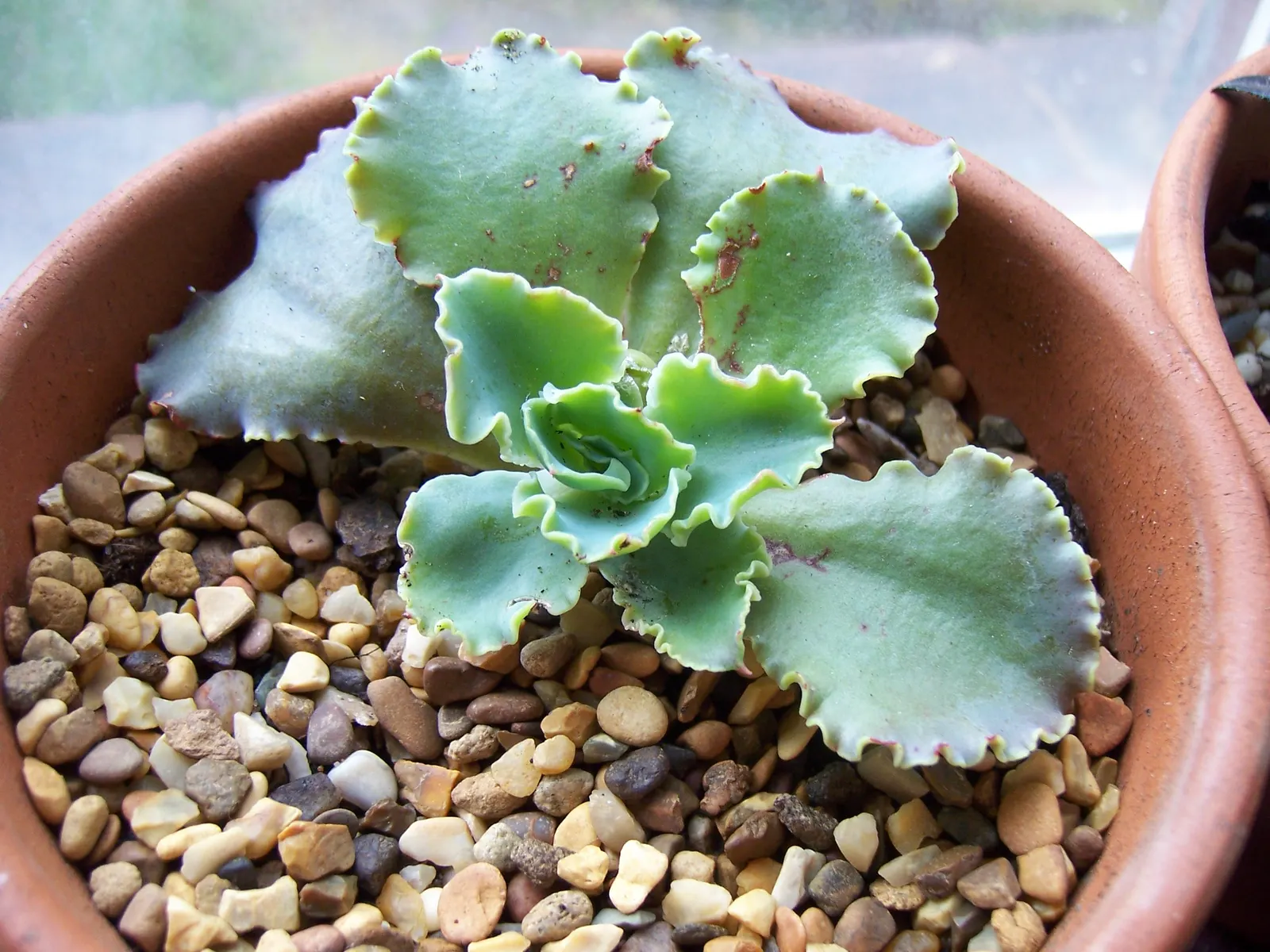 Echeveria Hybrids (Echeveria 'Sahara') — drought-tolerant landscapes