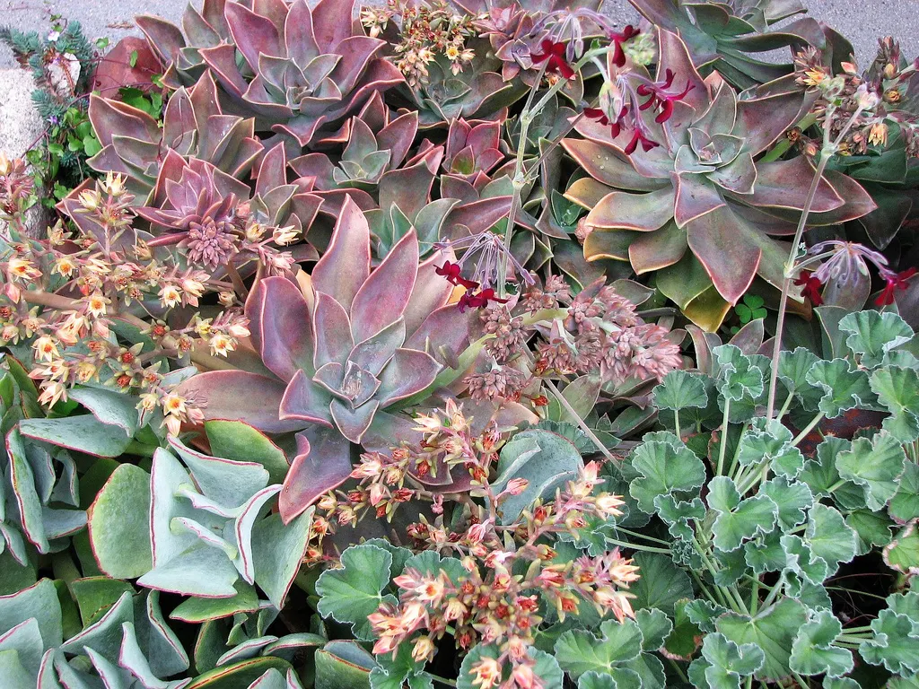 Echeveria Hybrids (Echeveria 'Sahara') — 'Sahara' may produce short