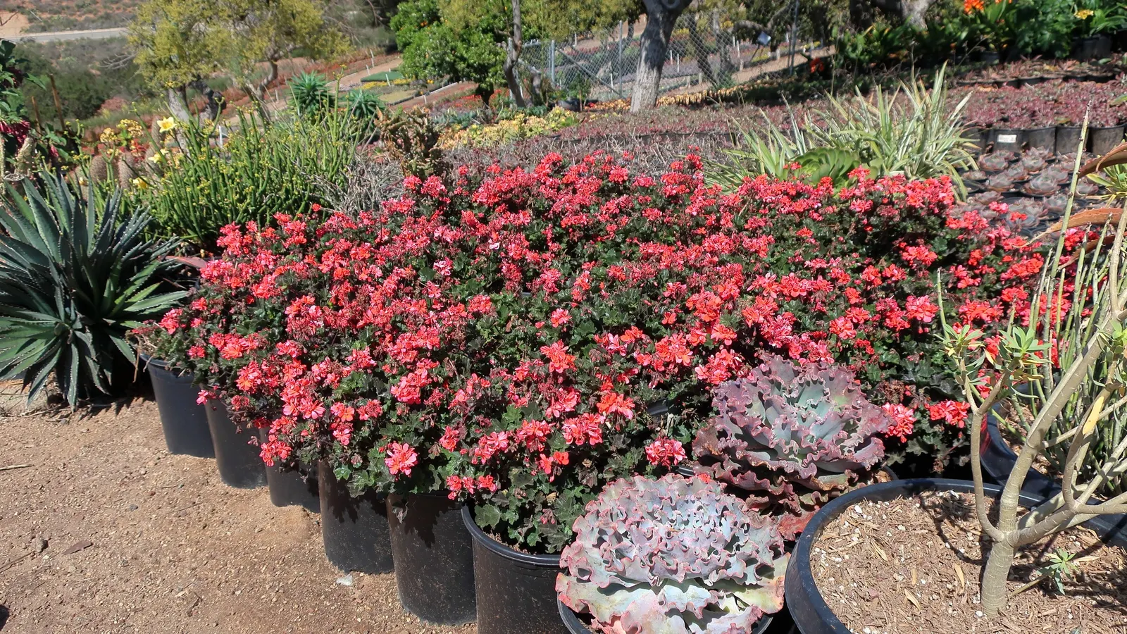 Echeveria Hybrids (Echeveria 'Sahara') — allowing it to seamlessly integrate into rock gardens