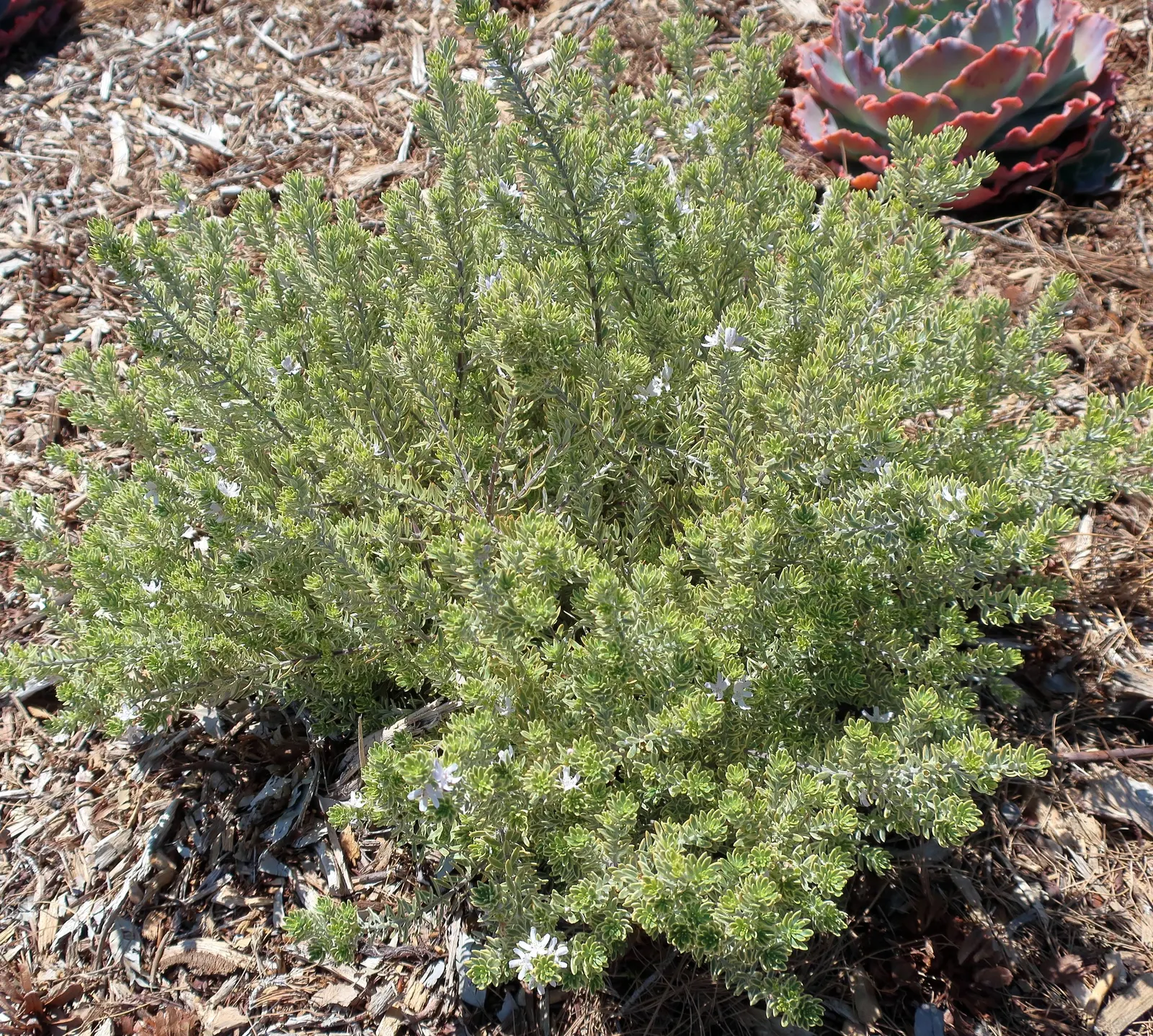 Echeveria Hybrids (Echeveria 'Sahara') — or as a ground cover in sunny areas with minimal foot traffic