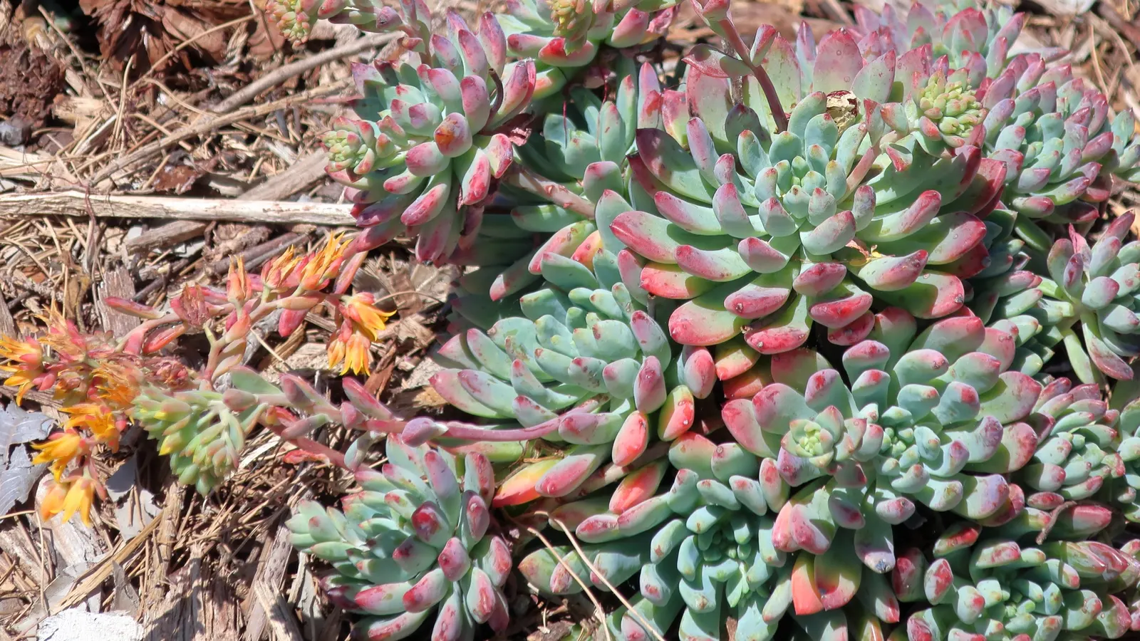 Echeveria Hybrids (Echeveria 'Sahara') — succulent with pink blooms