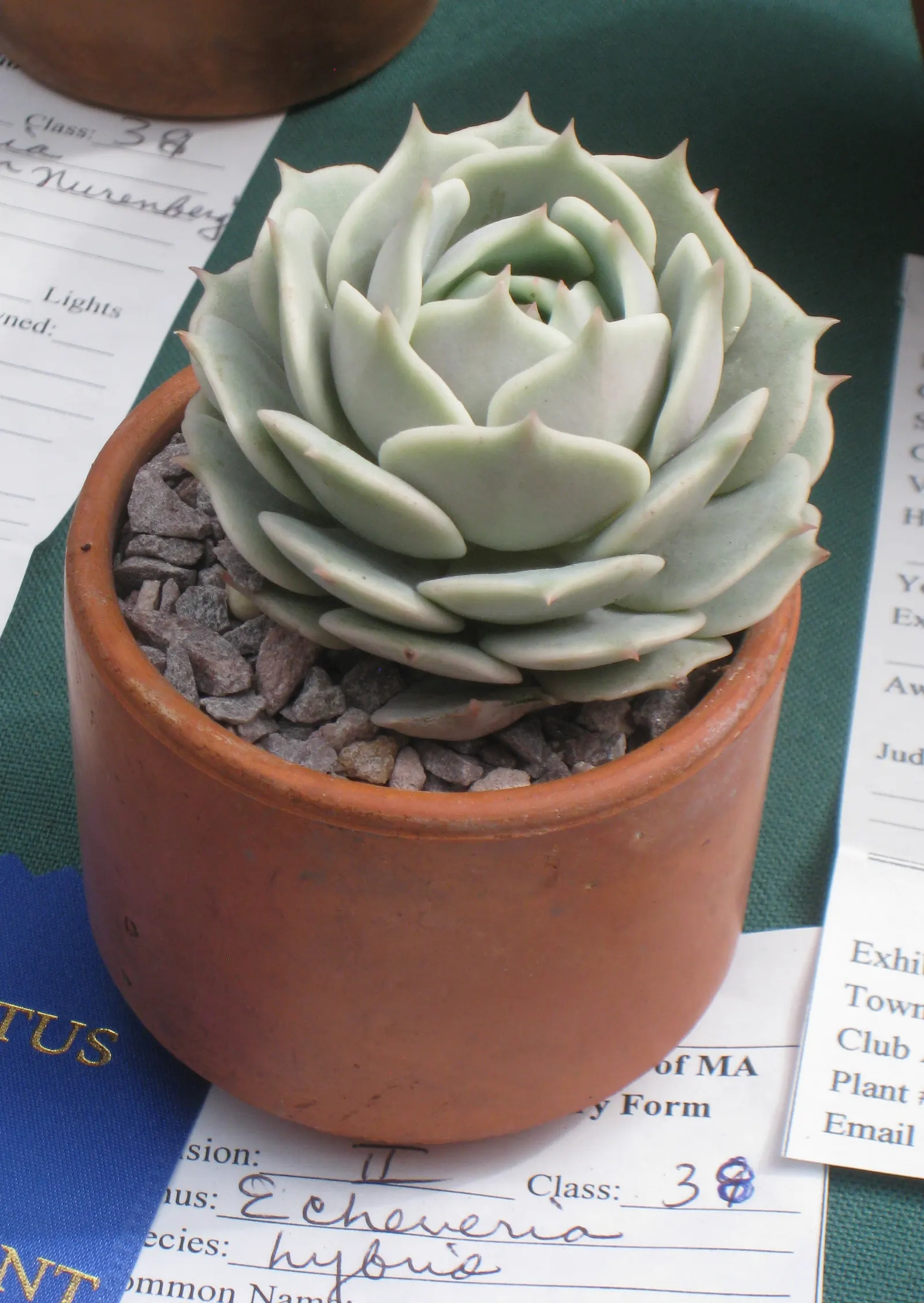 Echeveria Hybrids (Echeveria 'Sahara') — spoon-shaped leaves with a waxy coating to minimize water loss