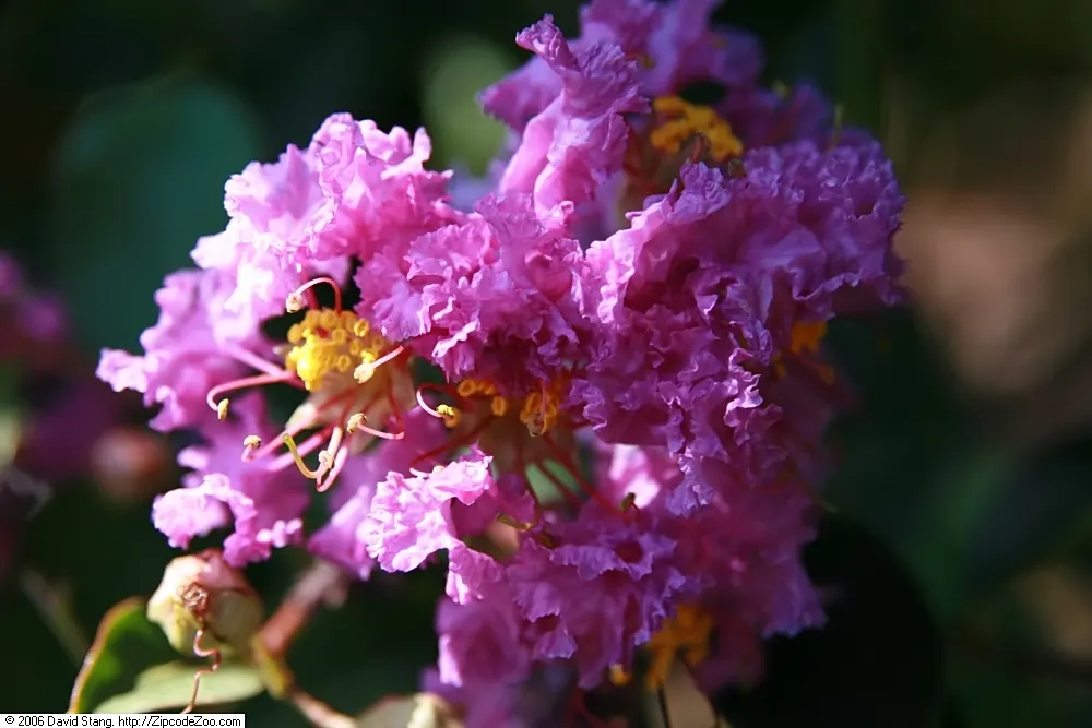 Catawba Crape Myrtle (Lagerstroemia Indica 'Catawba') — requiring at least six hours of direct light daily
