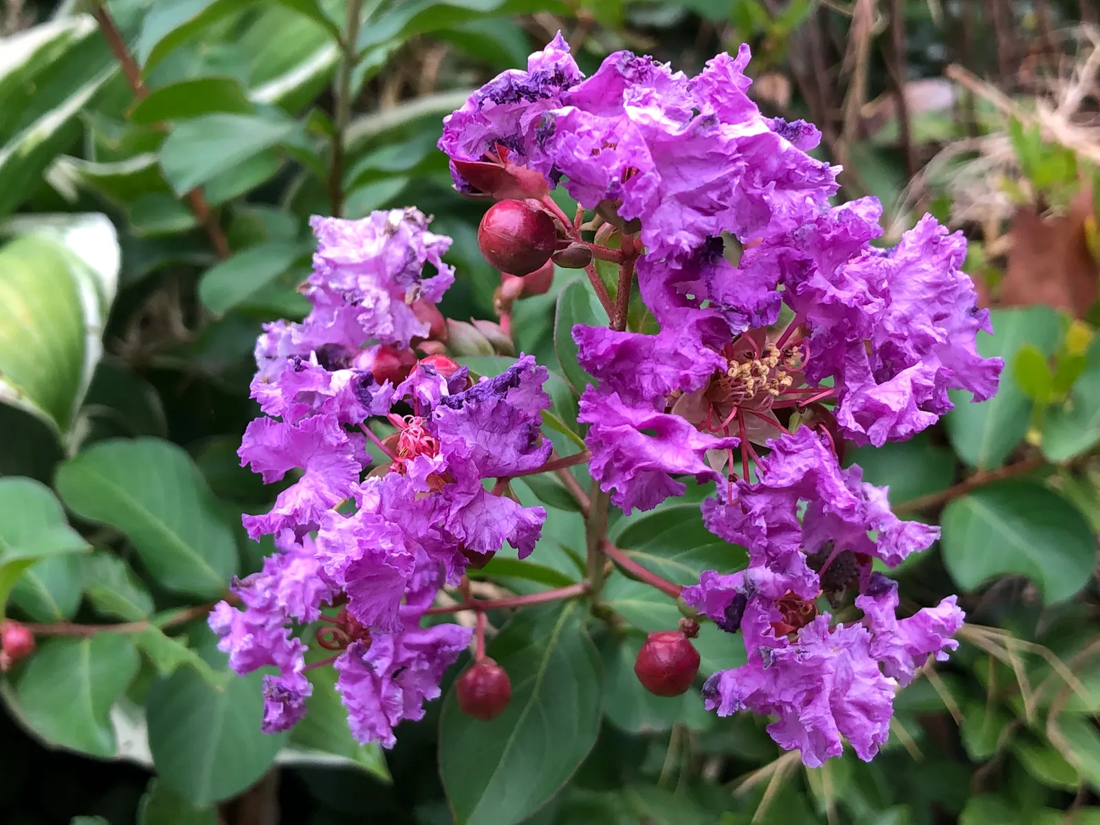 Catawba Crape Myrtle (Lagerstroemia Indica 'Catawba') — renowned for its vibrant purple blooms from midsummer to fall; mottled bark that varies from shades of