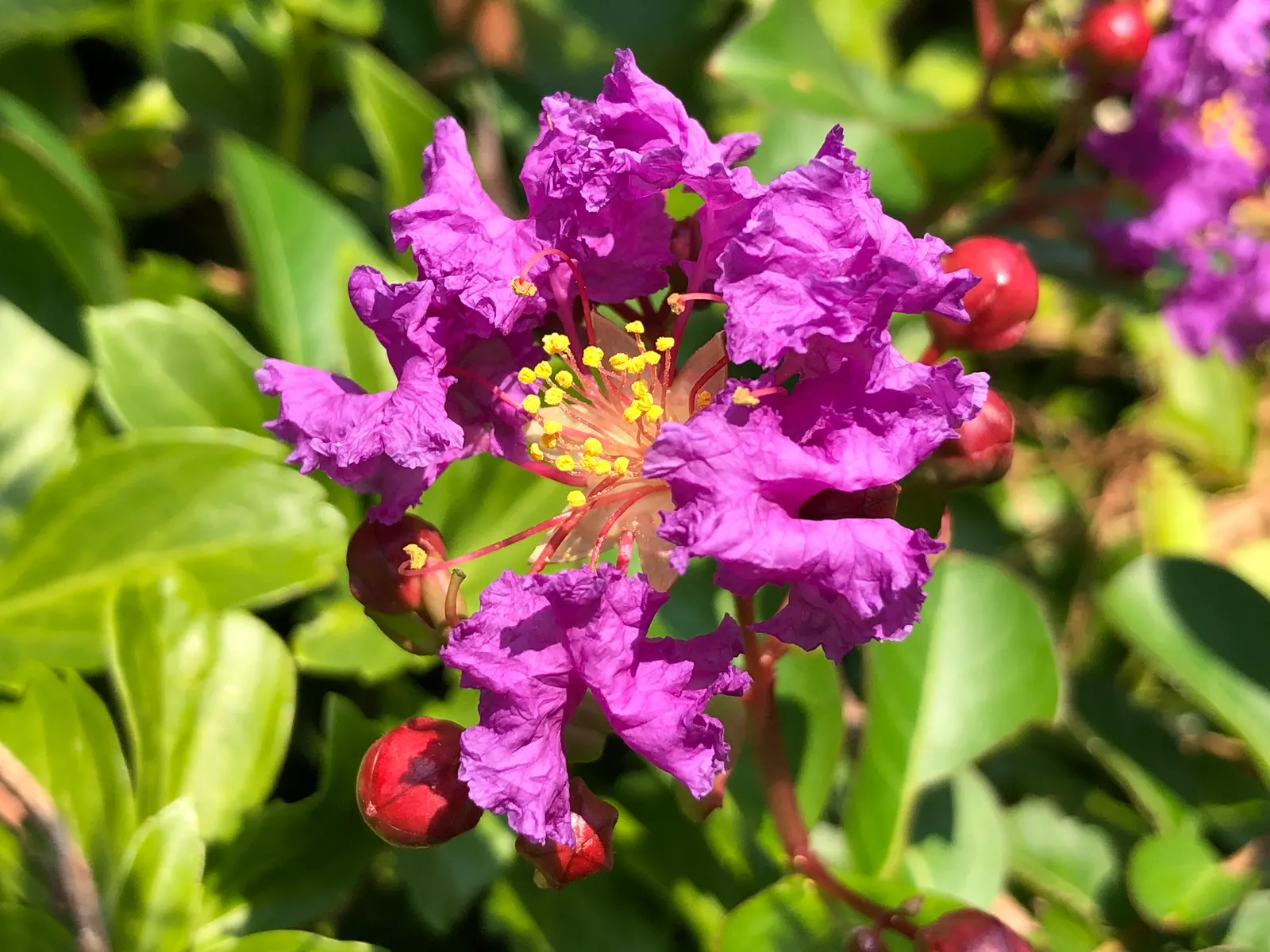 Catawba Crape Myrtle (Lagerstroemia Indica 'Catawba') — it is drought-tolerant and low-maintenance