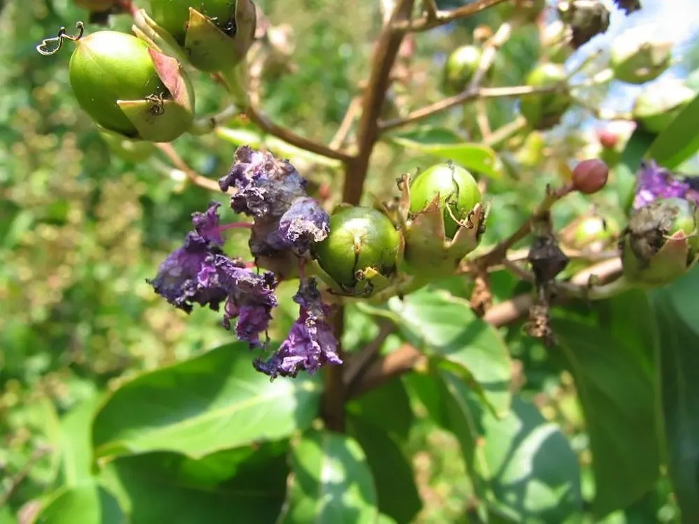 Catawba Crape Myrtle (Lagerstroemia Indica 'Catawba') — Thrives in full sun, zones 7-9, requiring well-drained soil