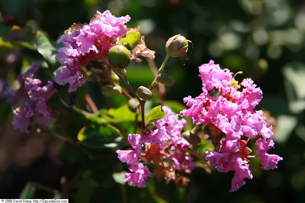 Catawba Crape Myrtle (Lagerstroemia Indica 'Catawba') — shrub / tree with multi-colored and orange and red blooms