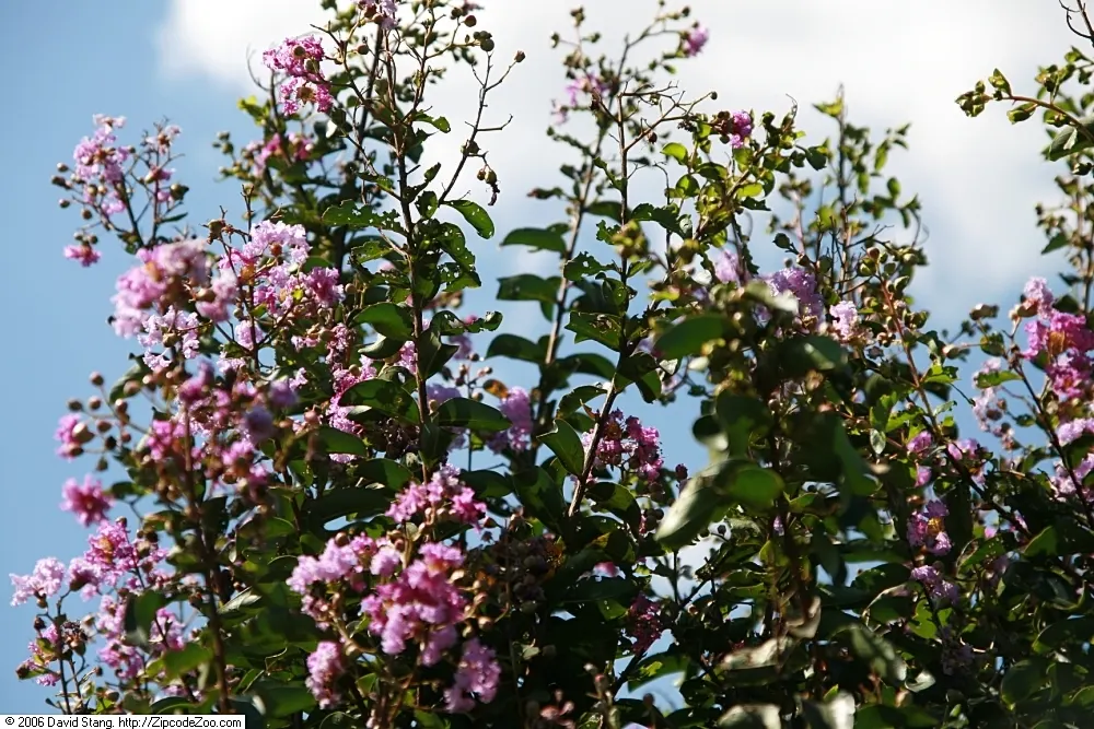 Catawba Crape Myrtle (Lagerstroemia Indica 'Catawba') — These blooms cluster into lush, rounded panicles, each up to 8 inches long