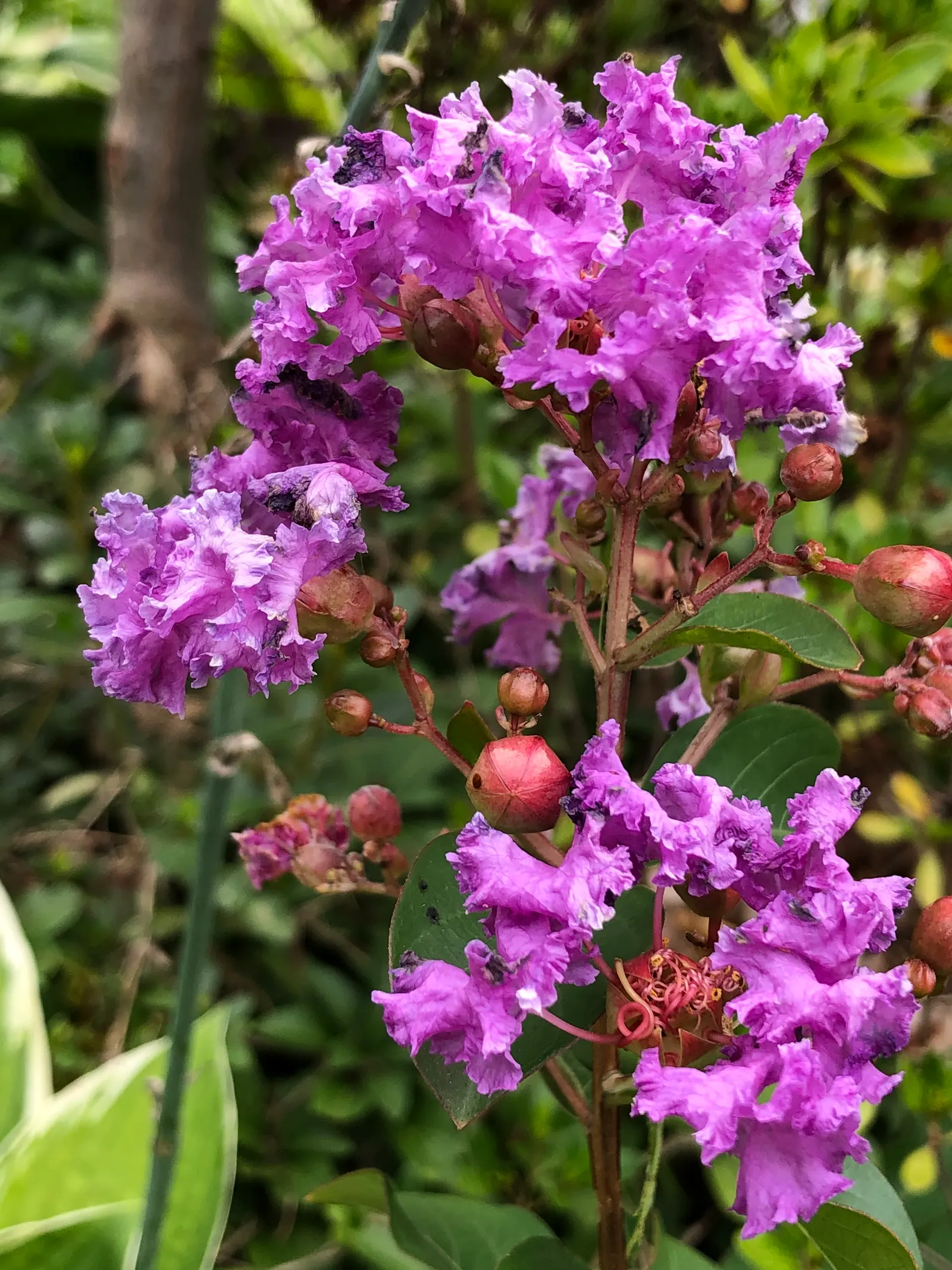 Catawba Crape Myrtle (Lagerstroemia Indica 'Catawba') — Maturing at 10-15 feet high and wide, ideal as a specimen or grouped in a border