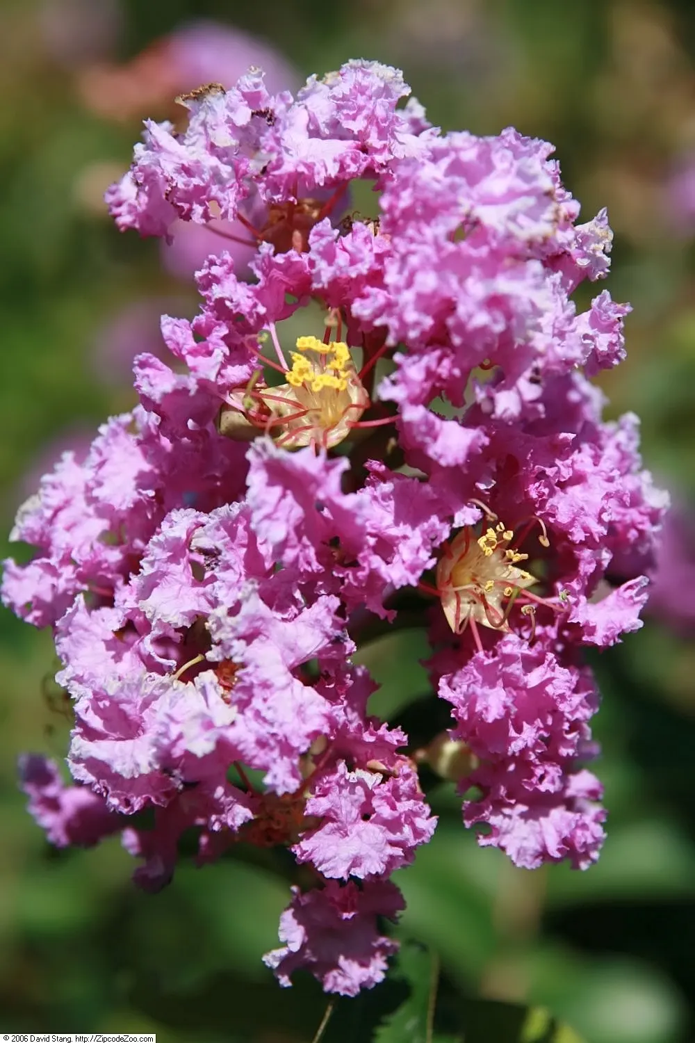 Catawba Crape Myrtle (Lagerstroemia Indica 'Catawba') — the Catawba Crape Myrtle is a versatile specimen with a robust