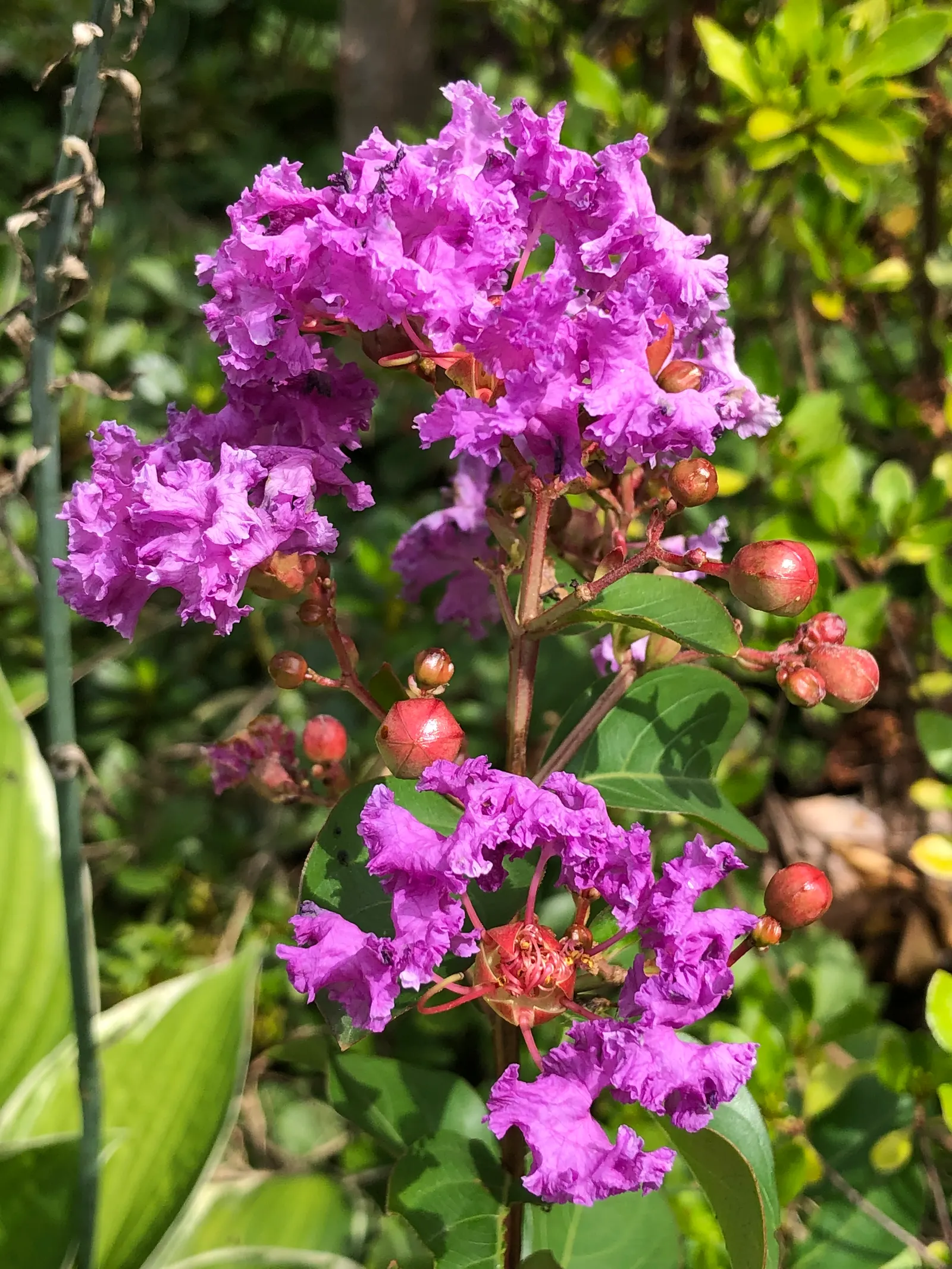 Catawba Crape Myrtle (Lagerstroemia Indica 'Catawba') — The Catawba Crape Myrtle (Lagerstroemia indica 'Catawabra') is a deciduous shrub