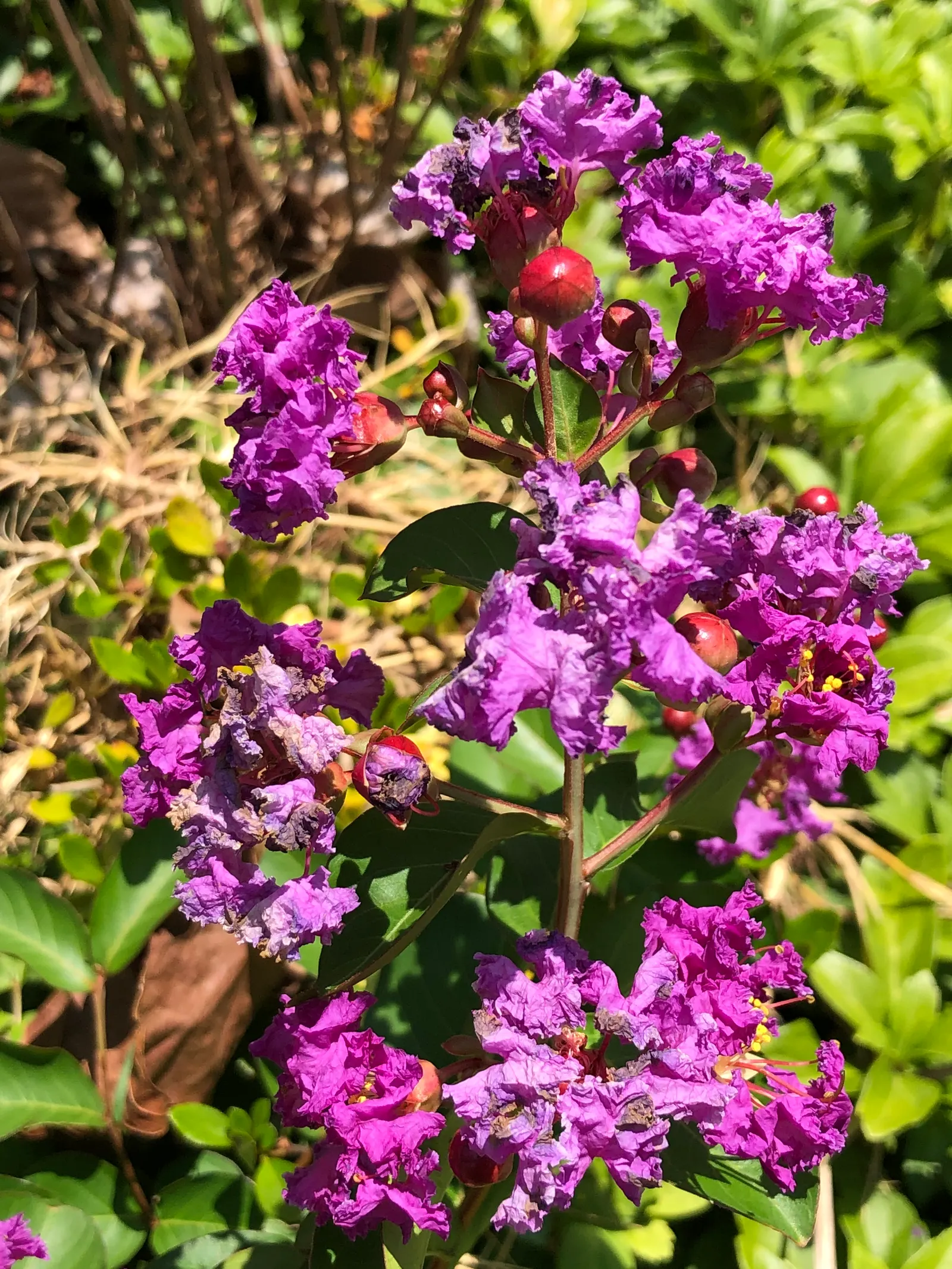 Catawba Crape Myrtle (Lagerstroemia Indica 'Catawba') — making it an invaluable addition to any garden design