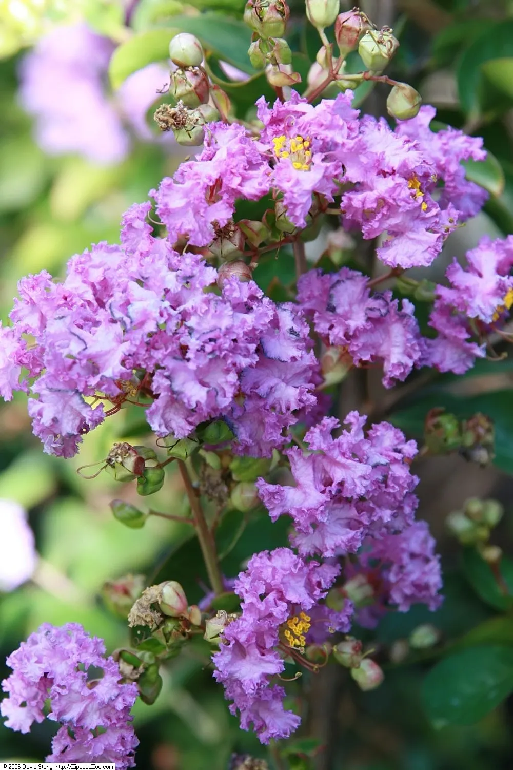 Catawba Crape Myrtle (Lagerstroemia Indica 'Catawba') — revealing a tapestry of smooth