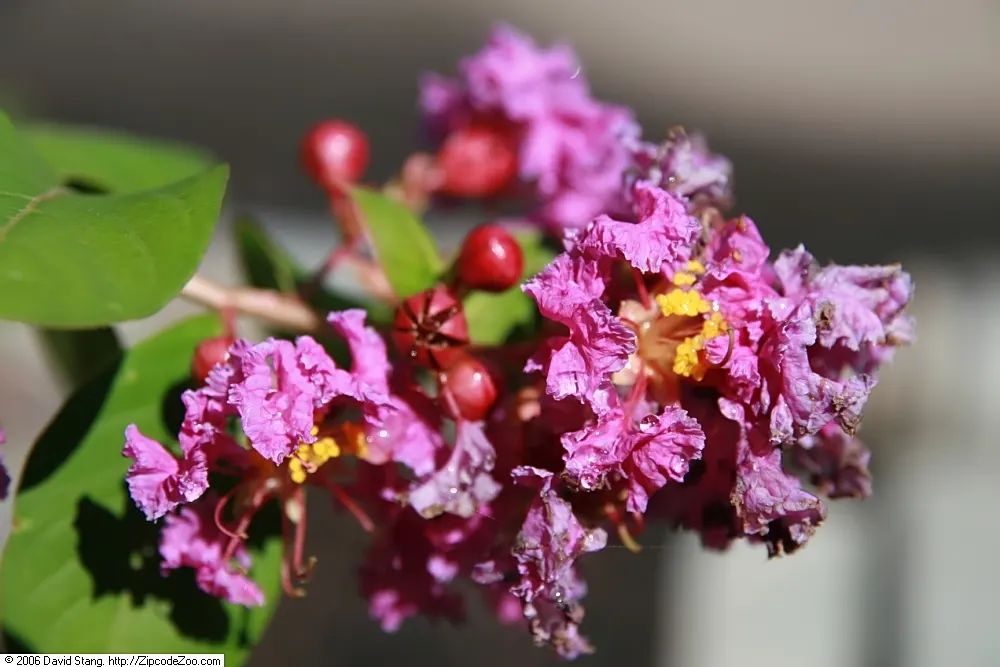 Catawba Crape Myrtle (Lagerstroemia Indica 'Catawba') — multi-colored and orange and red flowers in the garden