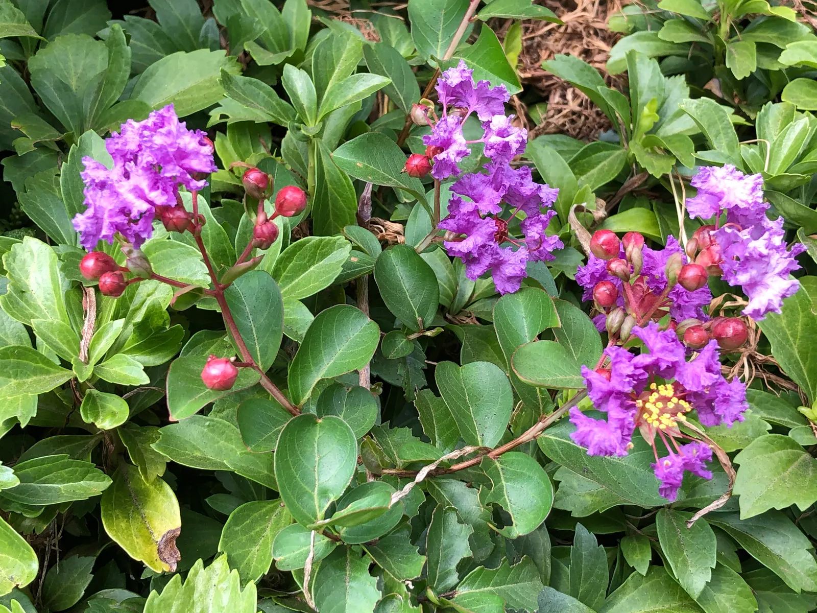 Catawba Crape Myrtle (Lagerstroemia Indica 'Catawba') — Low maintenance, drought-tolerant, and resistant to powdery mildew and leaf spot