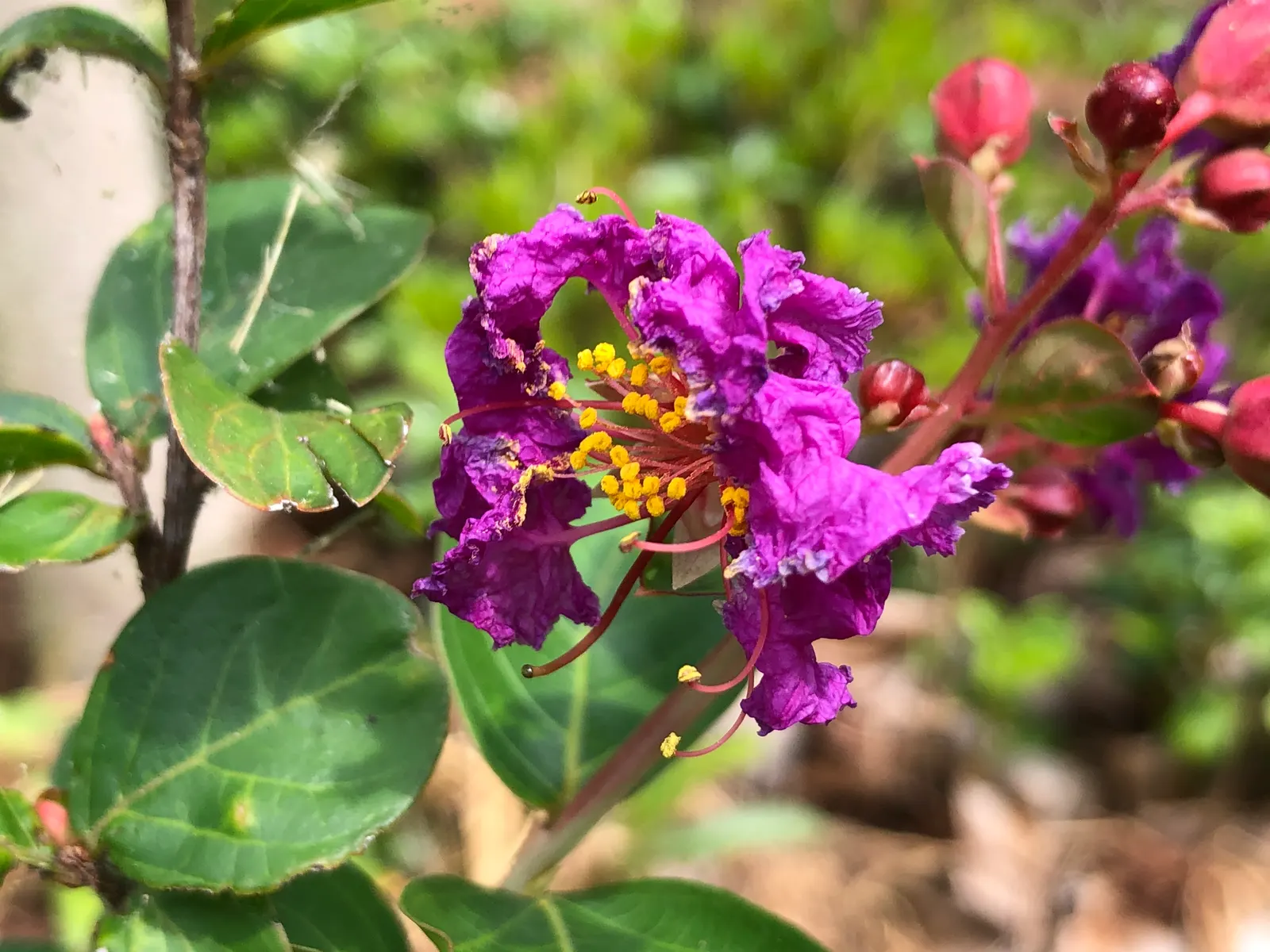 Catawba Crape Myrtle (Lagerstroemia Indica 'Catawba') — making it a reliable choice for both novice and experienced gardeners