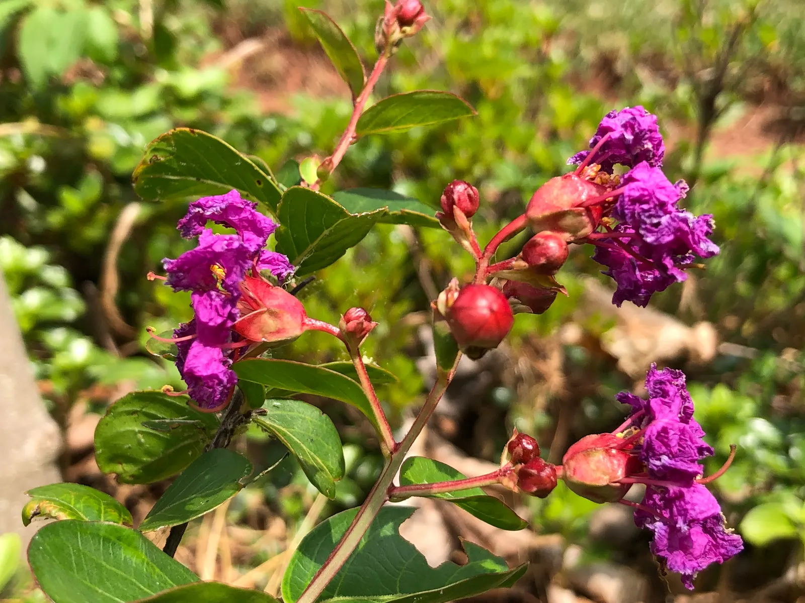 Catawba Crape Myrtle (Lagerstroemia Indica 'Catawba') — Regular pruning in late winter can foster a strong framework and enhance flowering