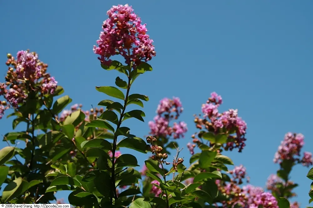 Catawba Crape Myrtle (Lagerstroemia Indica 'Catawba') — providing year-round visual interest