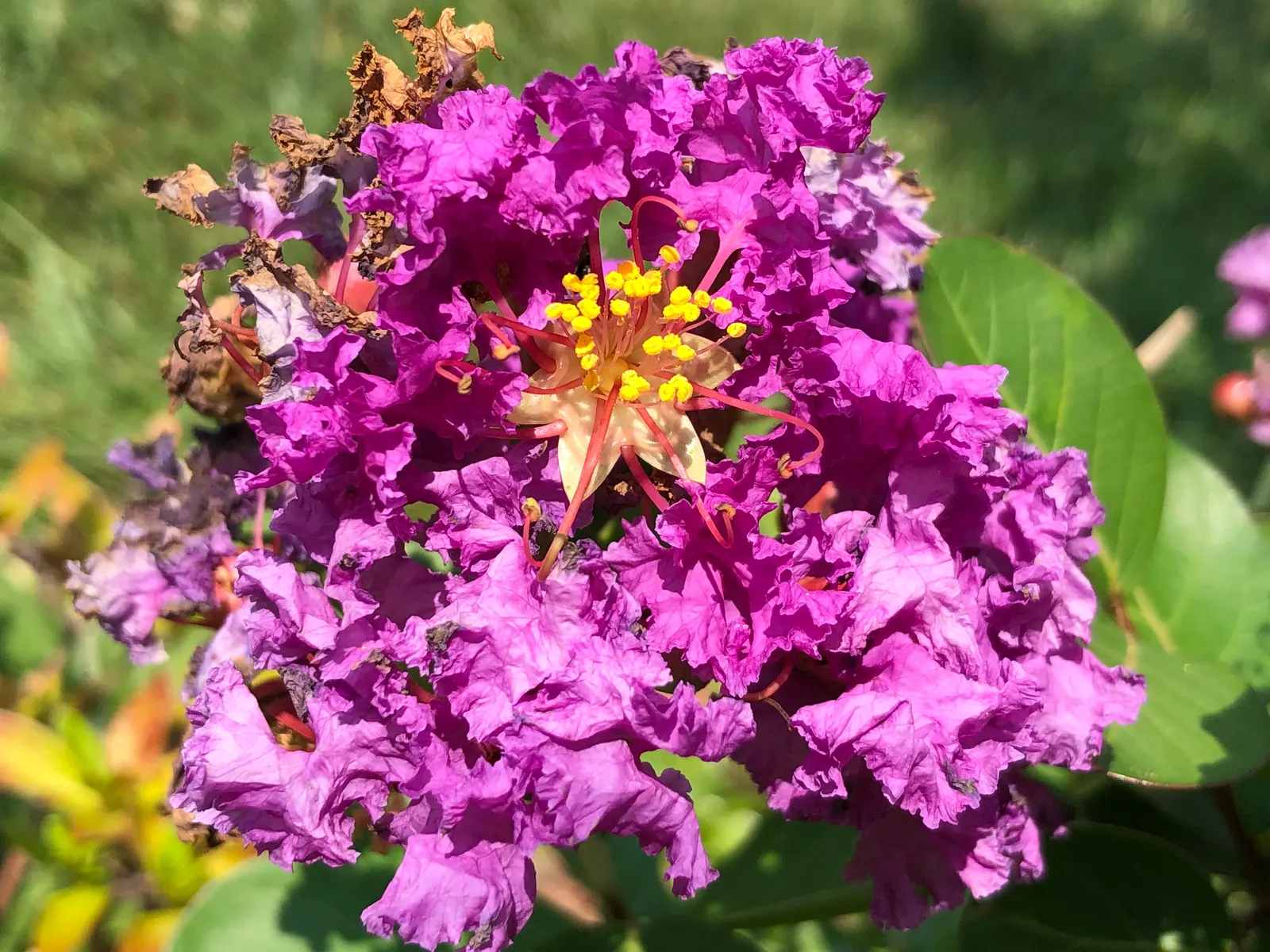 Catawba Crape Myrtle (Lagerstroemia Indica 'Catawba') — and performs best in well-draining soils