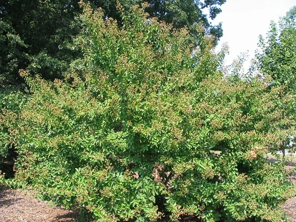 Catawba Crape Myrtle (Lagerstroemia Indica 'Catawba') — As a landscape architect assistant