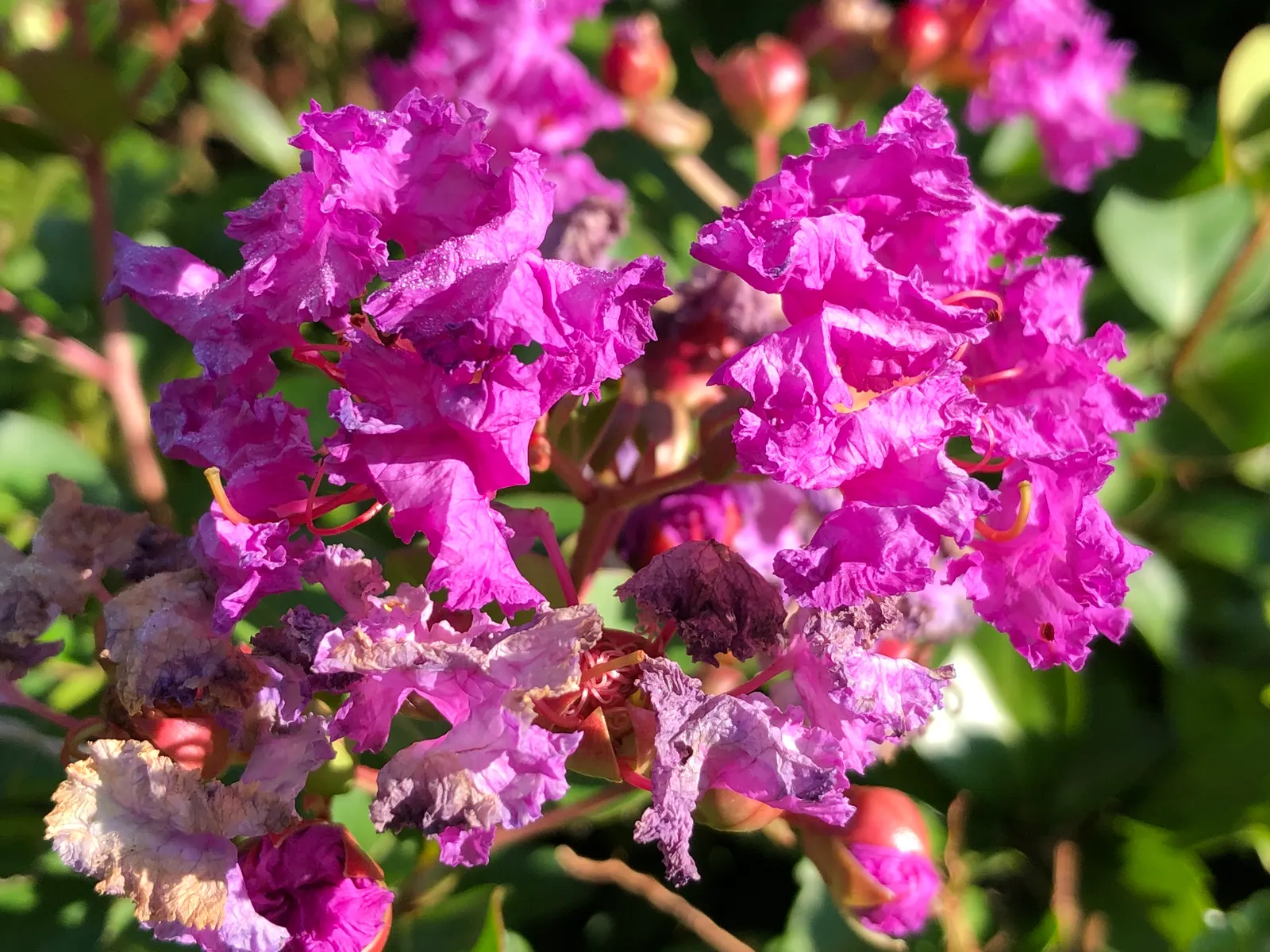 Catawba Crape Myrtle (Lagerstroemia Indica 'Catawba') — particularly in the dormant season.<br><br>This variety thrives in full sun