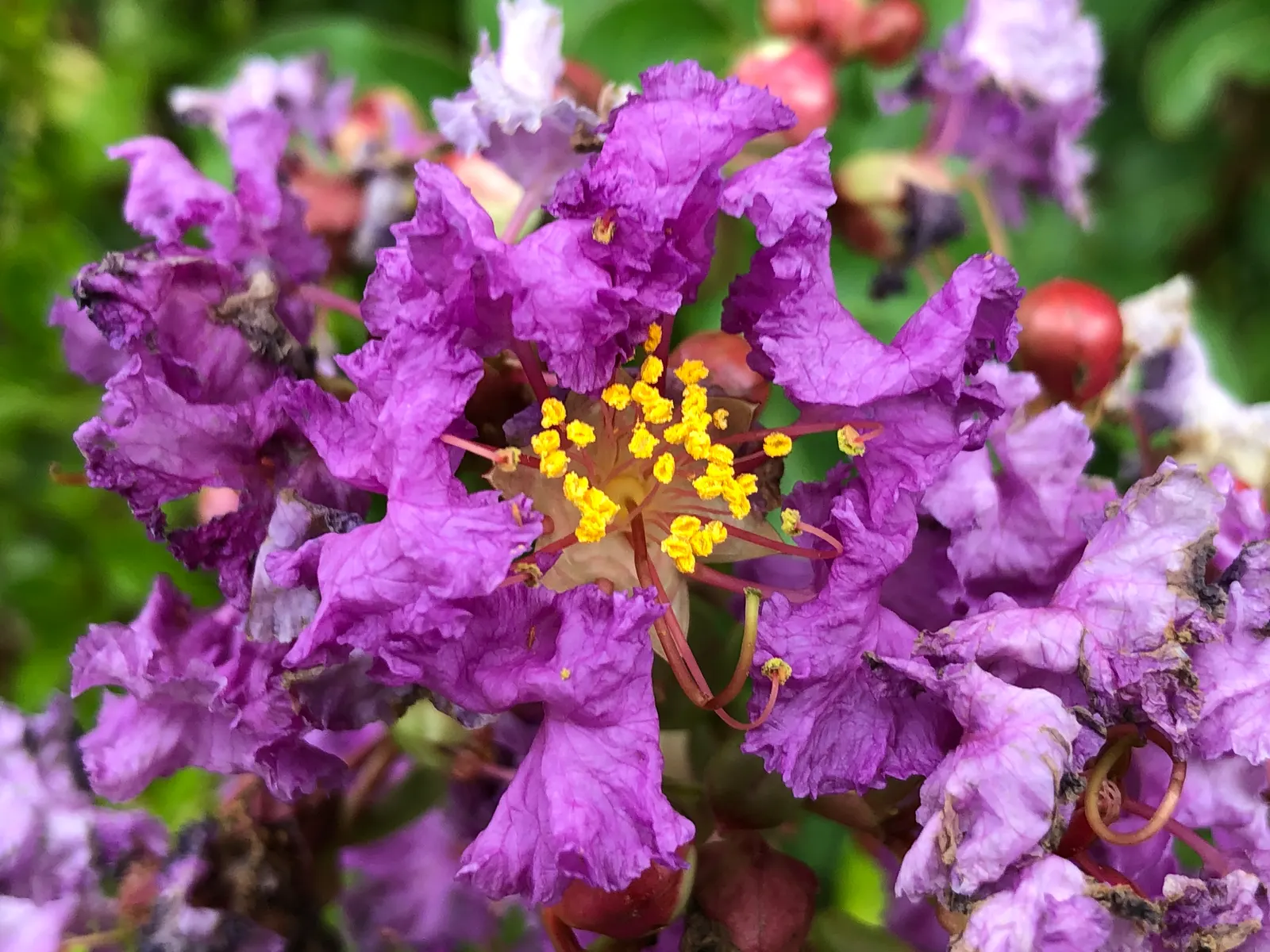 Catawba Crape Myrtle (Lagerstroemia Indica 'Catawba') — Features exfoliating bark and oval, dark green foliage that turns reddish in autumn