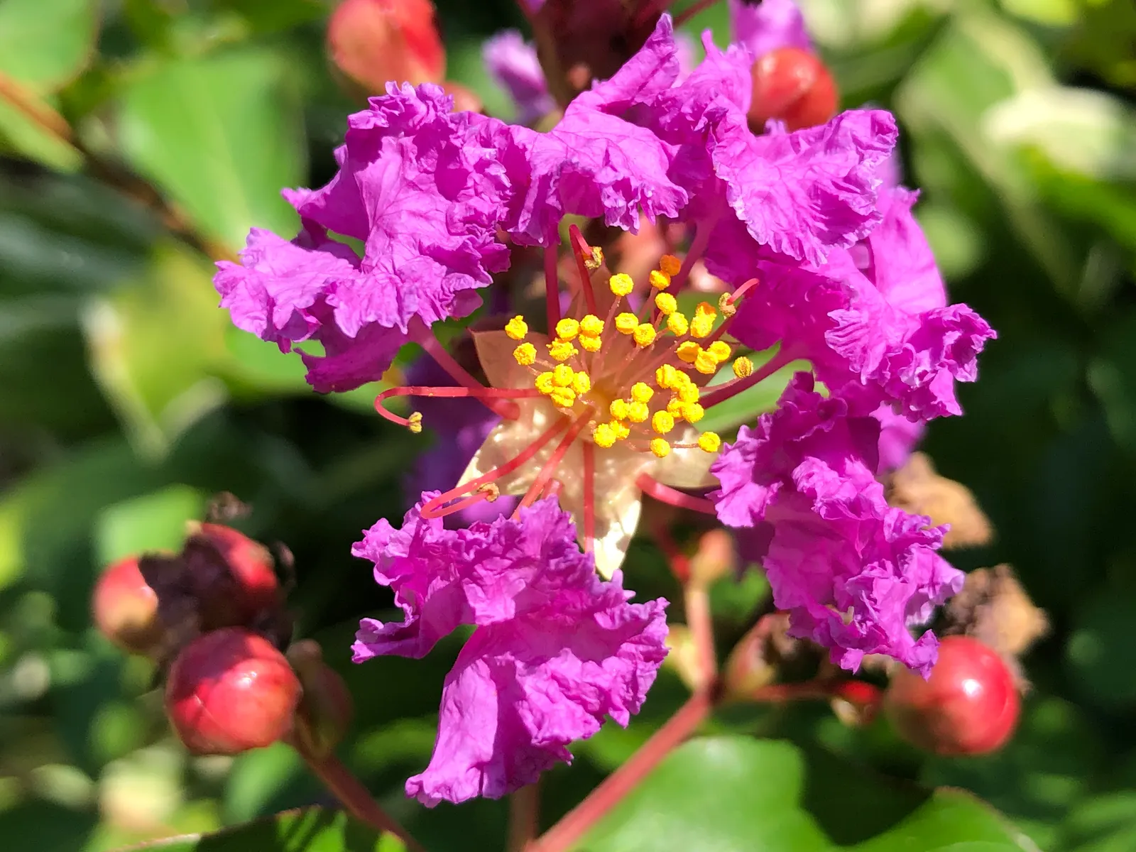 Catawba Crape Myrtle (Lagerstroemia Indica 'Catawba') — The Catawba Crape Myrtle (Lagerstroemia indica 'Catawabra') is a deciduous shrub; features exfoliating