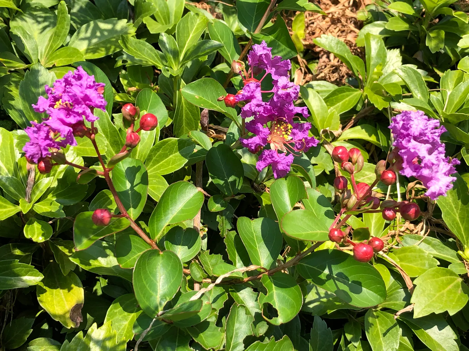 Catawba Crape Myrtle (Lagerstroemia Indica 'Catawba') — and provide winter protection in the cooler end of this range